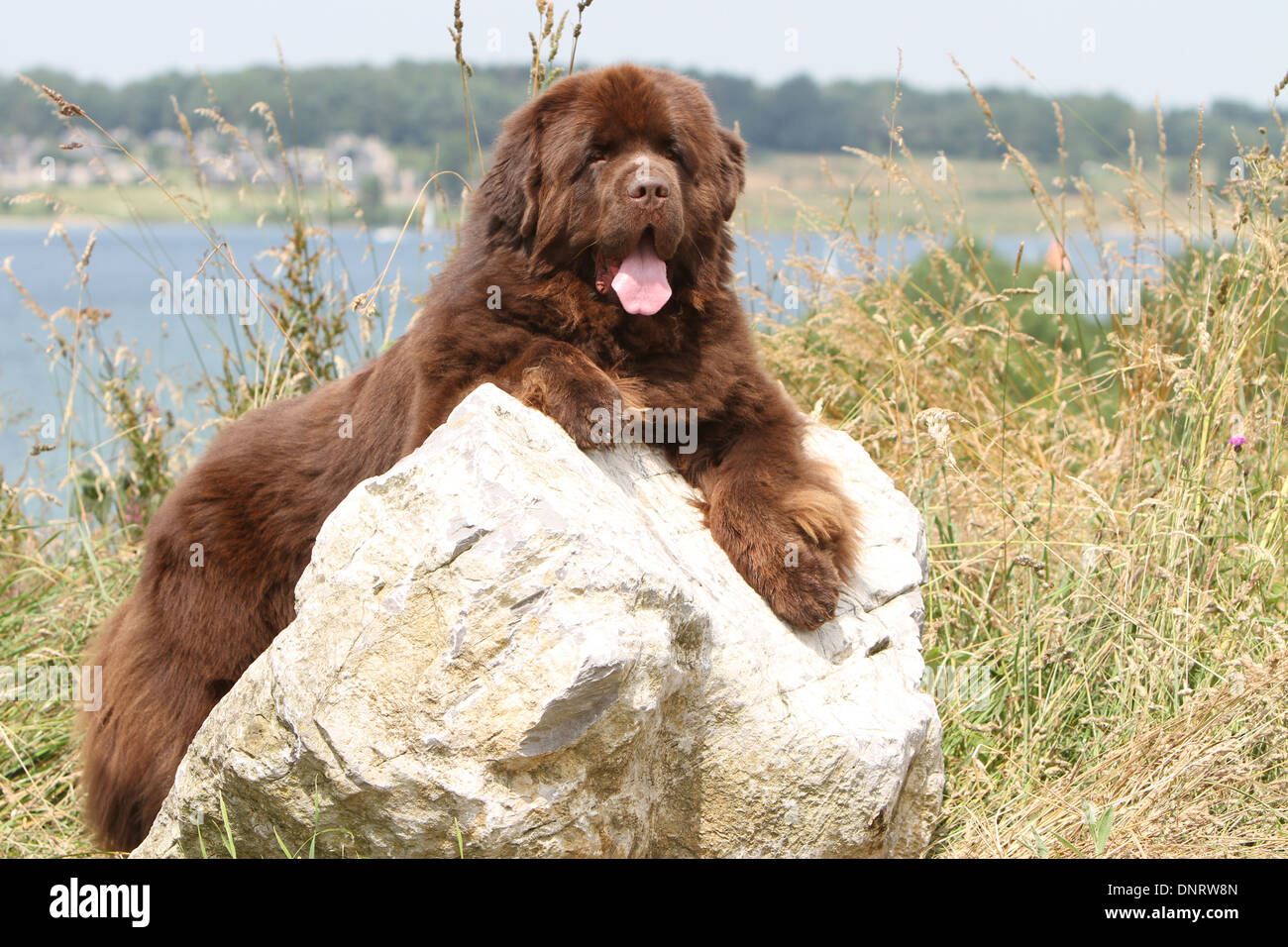 Dog Newfoundland / adult (brown) lying on a rock Stock Photo 65063621