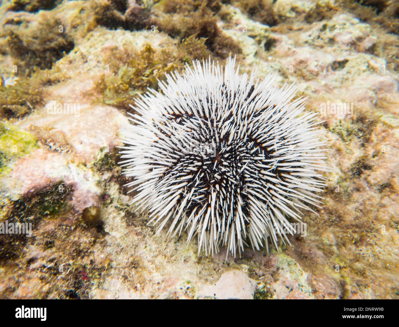 A sea Urchin underwater. Taken in the Caribbean sea off the coast of Curacao. Stock Photo