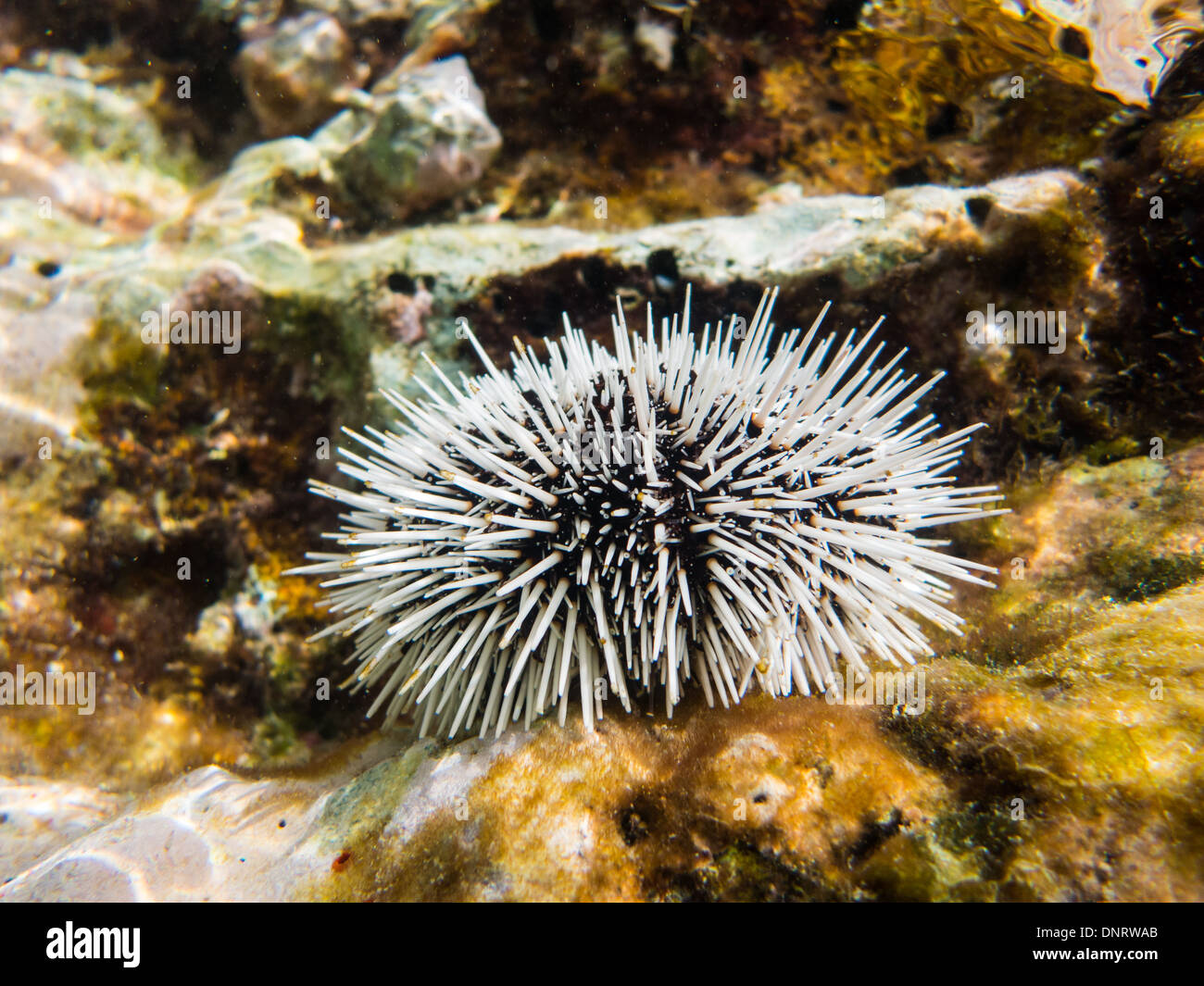A sea Urchin underwater. Taken in the Caribbean sea off the coast of Curacao. Stock Photo