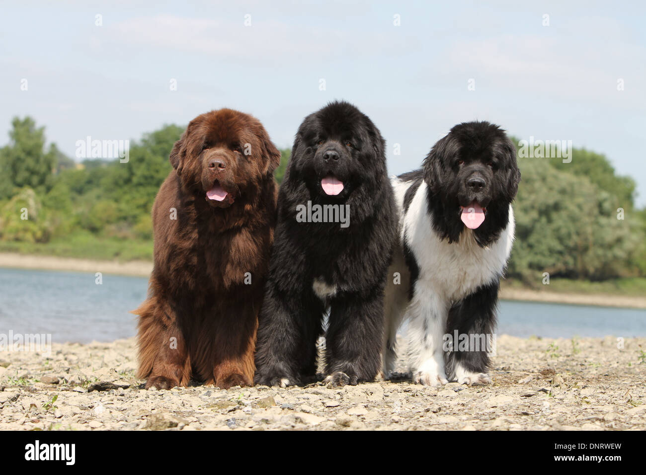 Terranova dog hi-res stock photography and images - Alamy