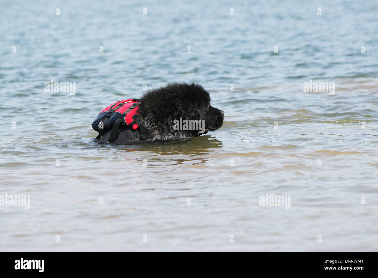 Rescue dog newfoundland swimming hires stock photography and images
