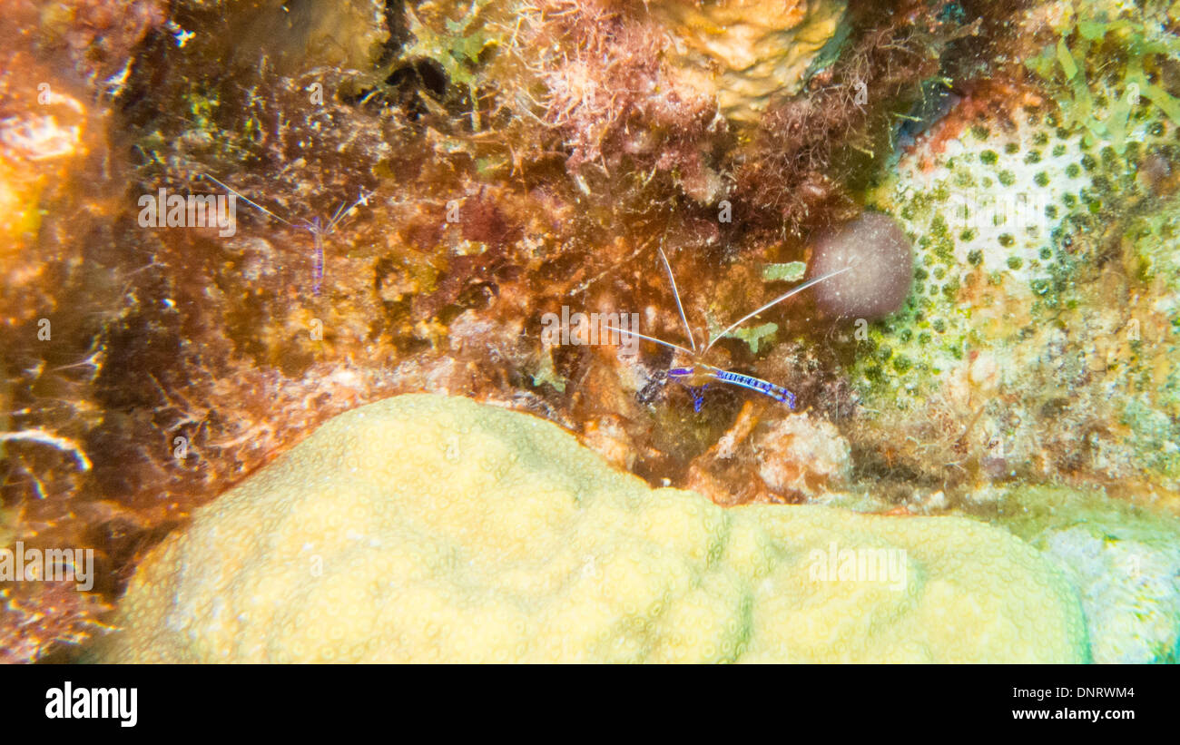 Colorful blue shrimp on a coral reef. Bonaire Stock Photo