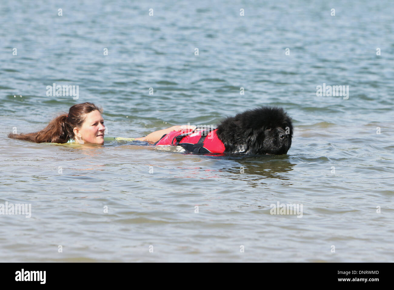 Dog Newfoundland / adult rescues a swimmer during a training Stock