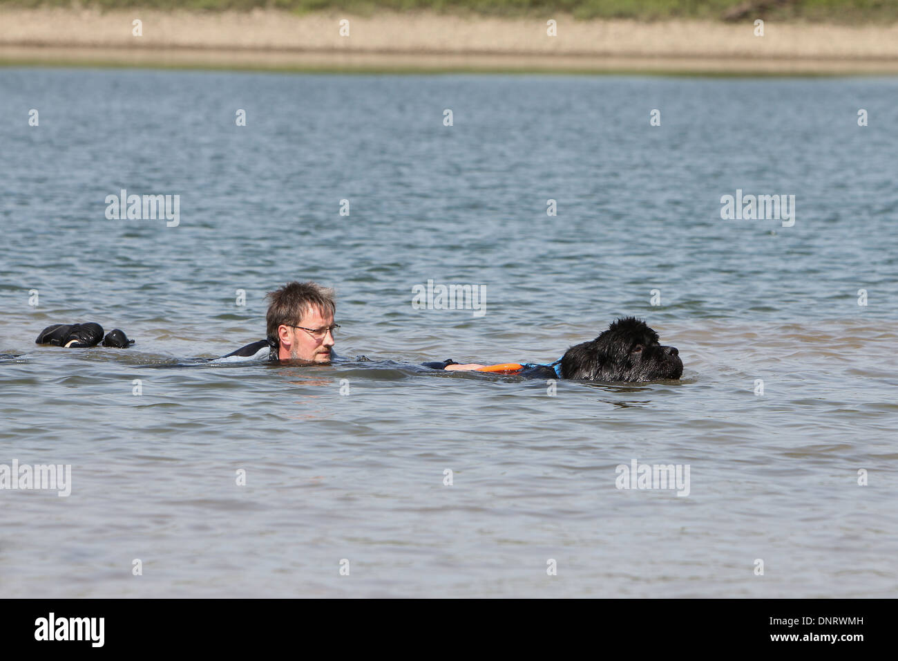 Dog Newfoundland /  adult rescues a swimmer during a training Stock Photo