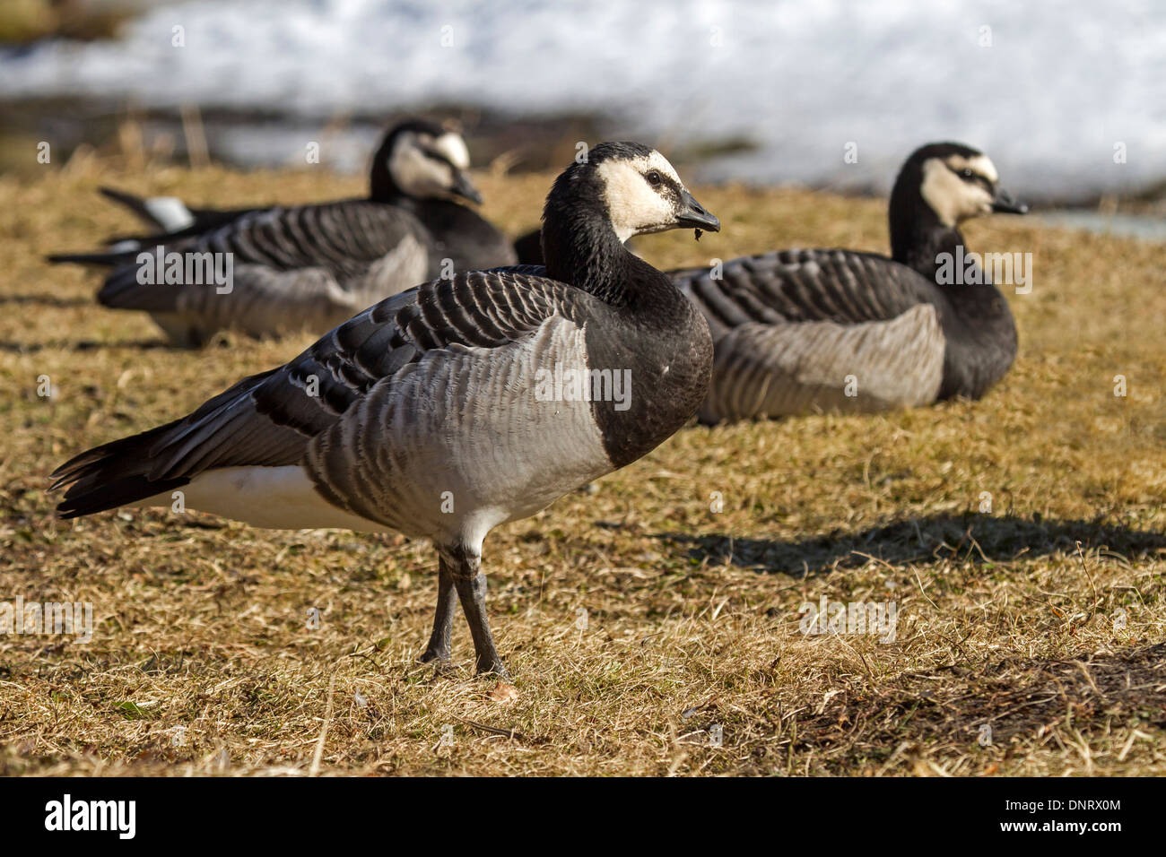 comme des garcons nylon jacket