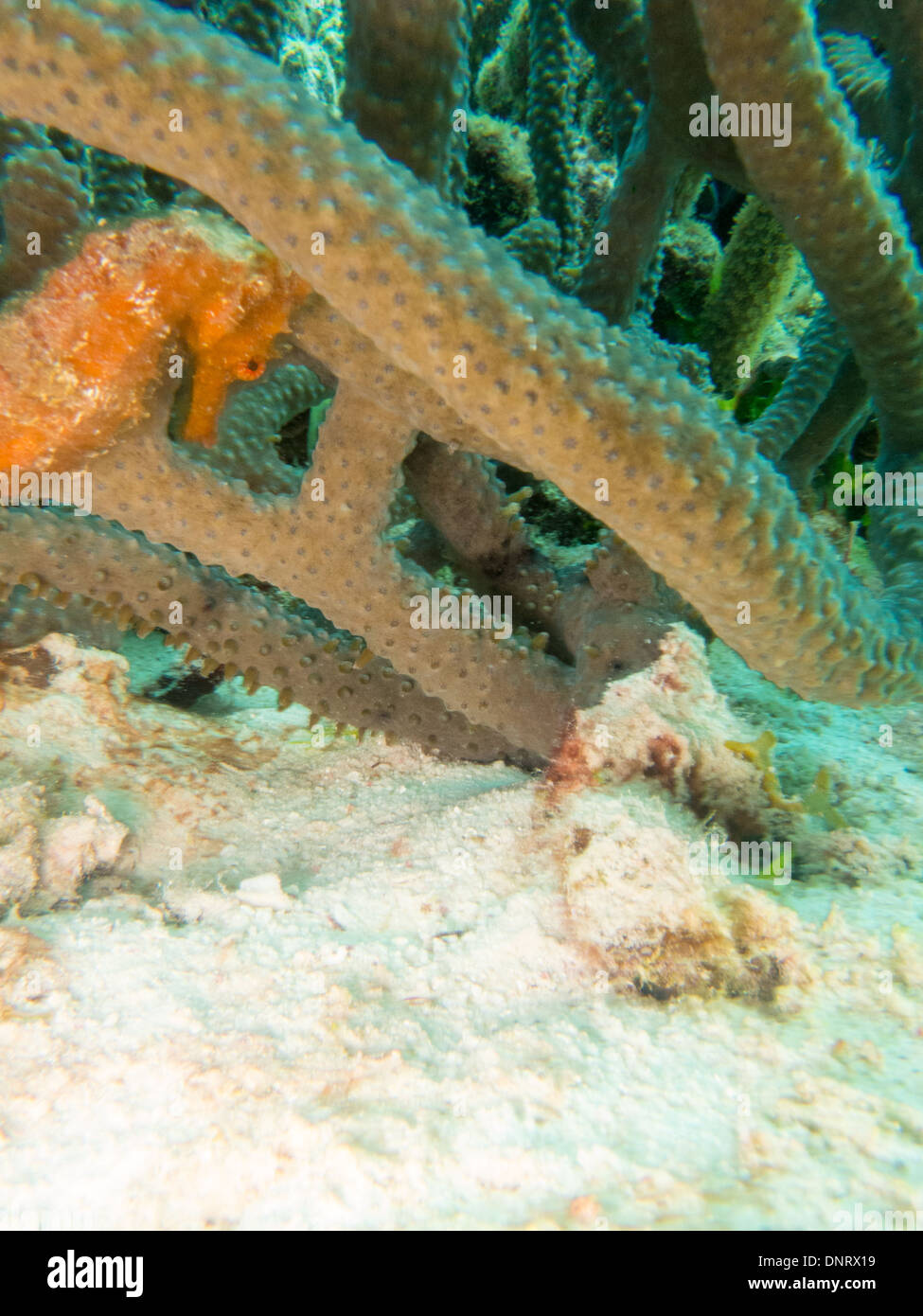 An orange seahorse hidesin the coral reefs of the coast of Bonaire. Stock Photo