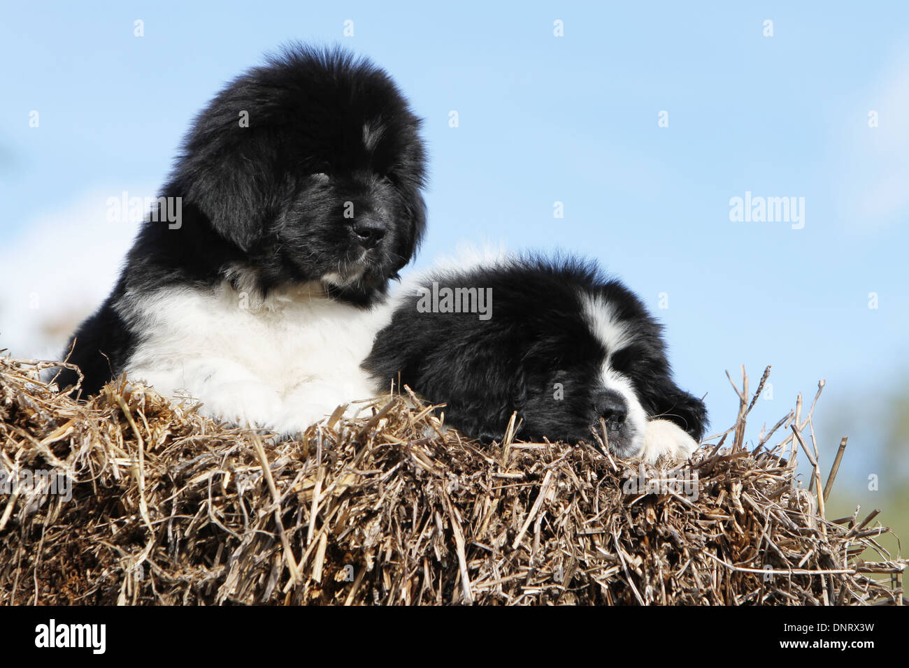 Can Dogs Sleep In Hay