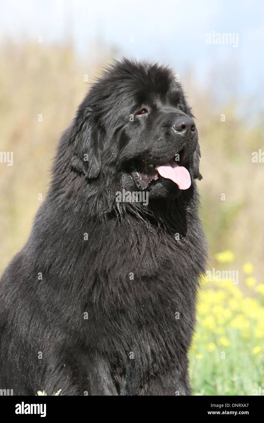 Dog Newfoundland /   adult (black) portrait Stock Photo