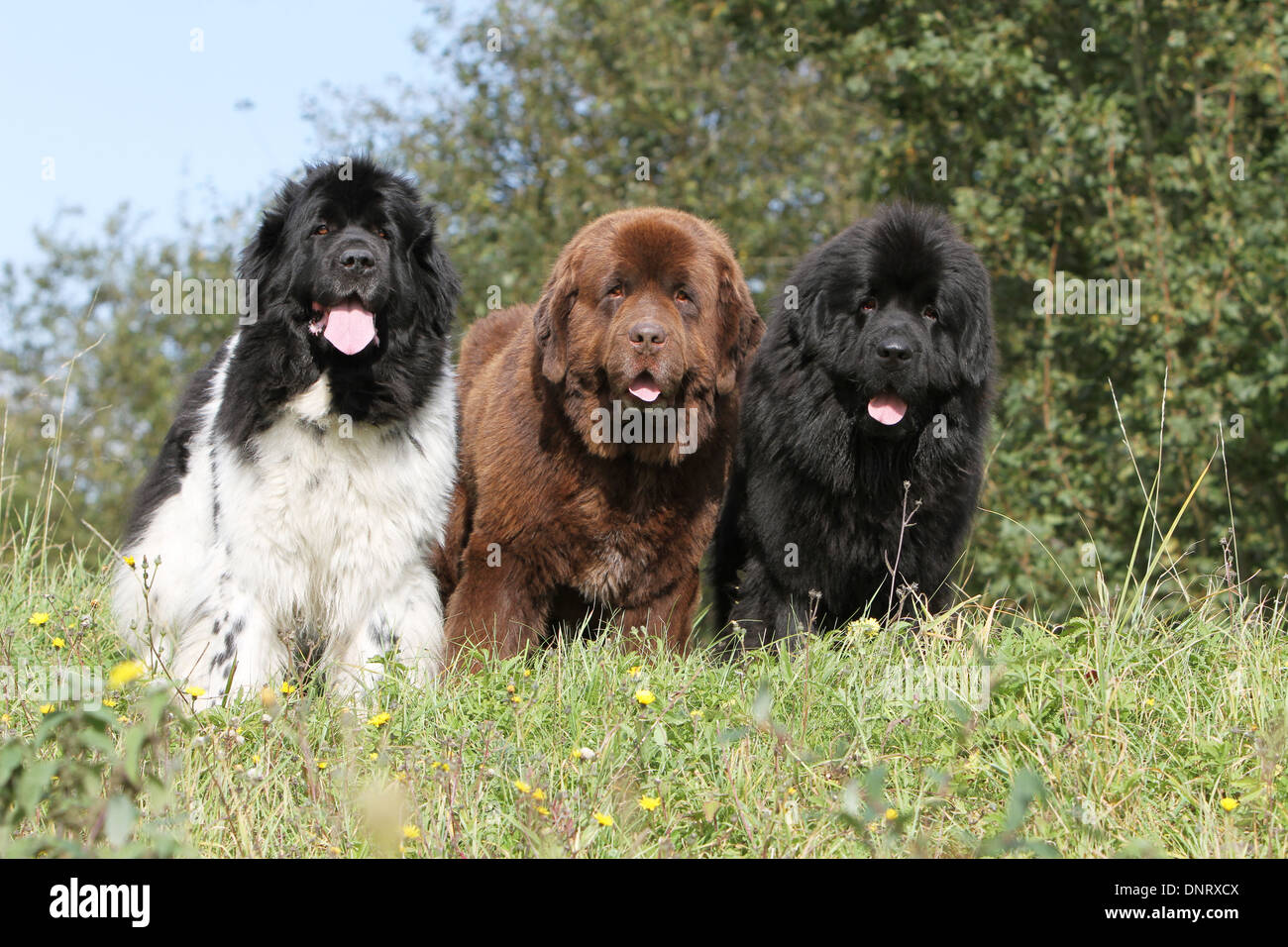Tri colored hotsell newfoundland dog