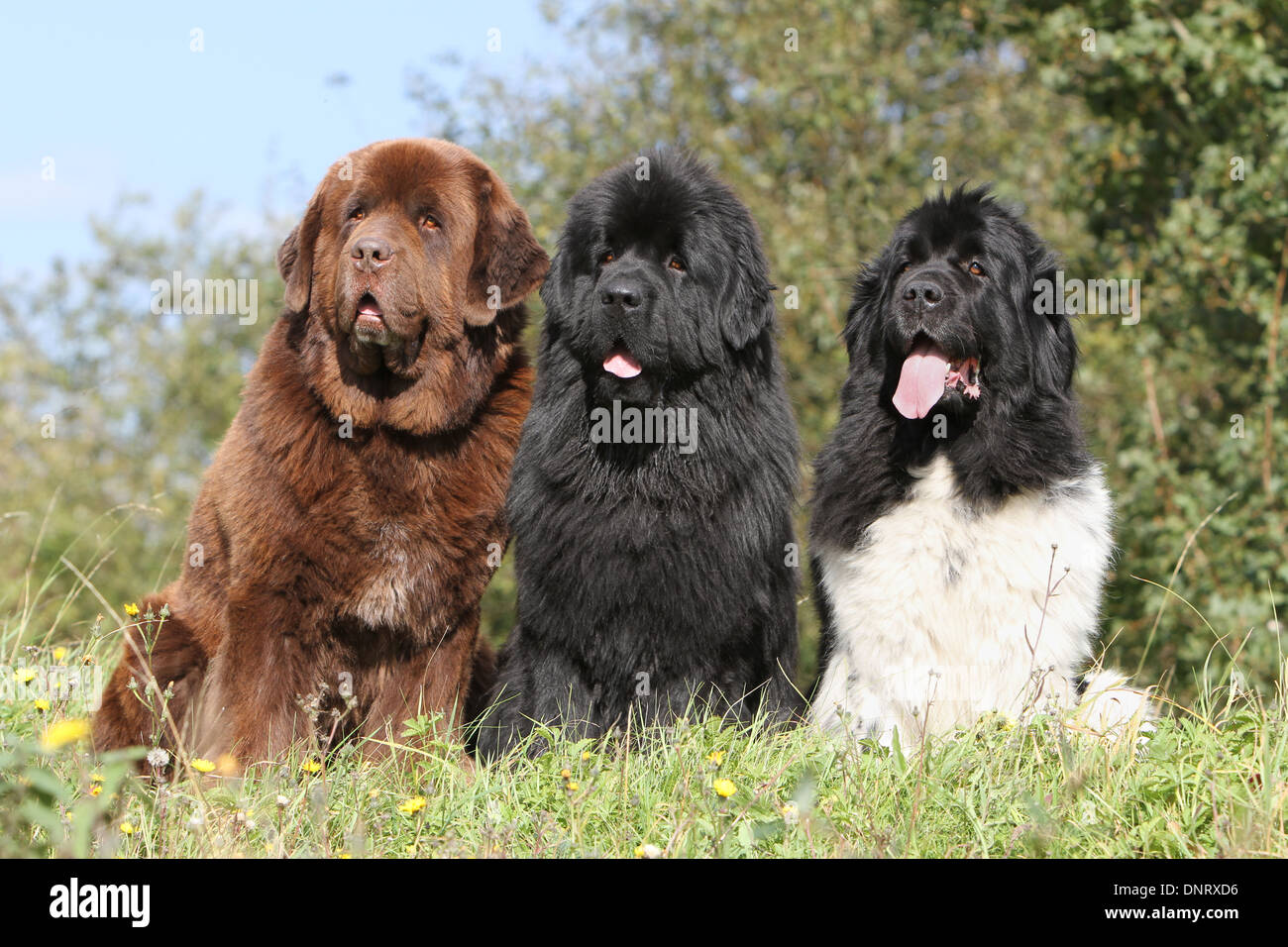 Different types of newfoundland dogs 2025