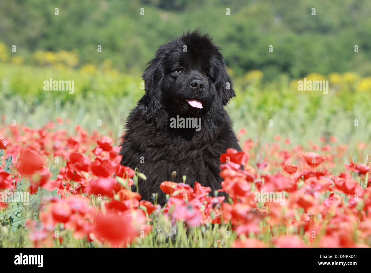 Dog Newfoundland /  adult (black) sitting in a field of poppies Stock Photo