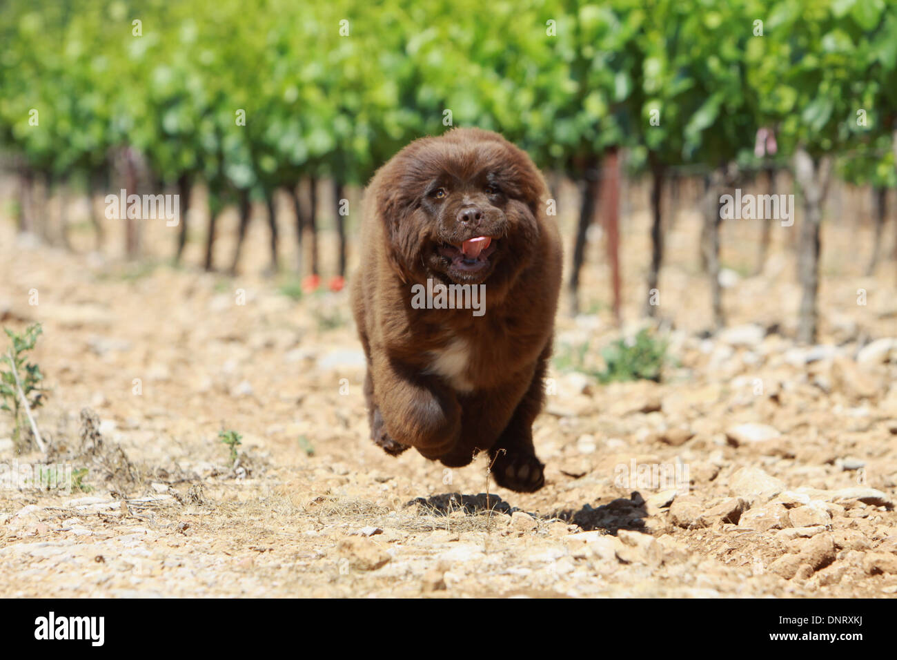 Dog Newfoundland puppy running in a path Stock Photo Alamy