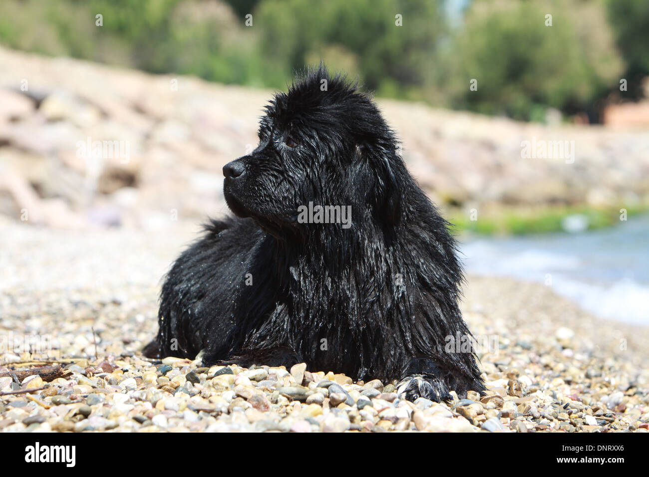 Dog Newfoundland /  adult lying on the beach Stock Photo