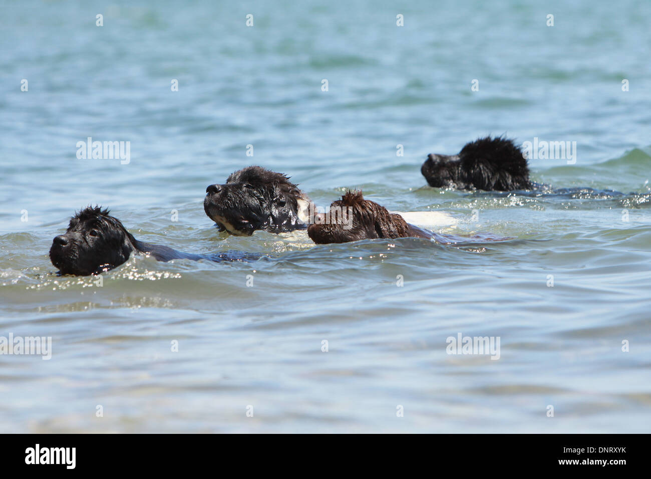 Dog Newfoundland / adult and three puppies swim in the sea Stock Photo ...