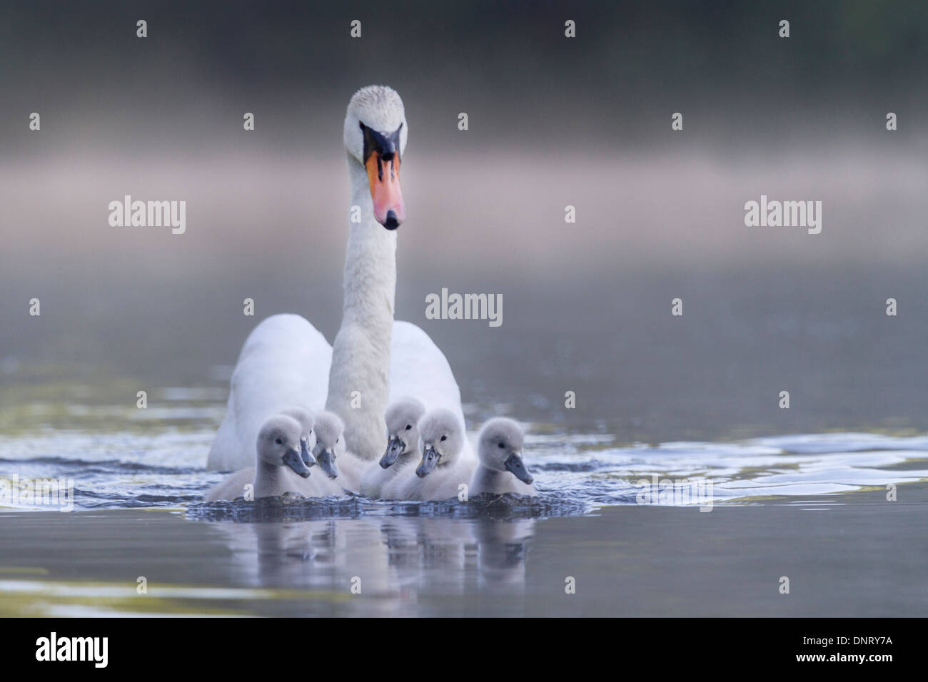 White swan with young animal / Cygnus olor Stock Photo