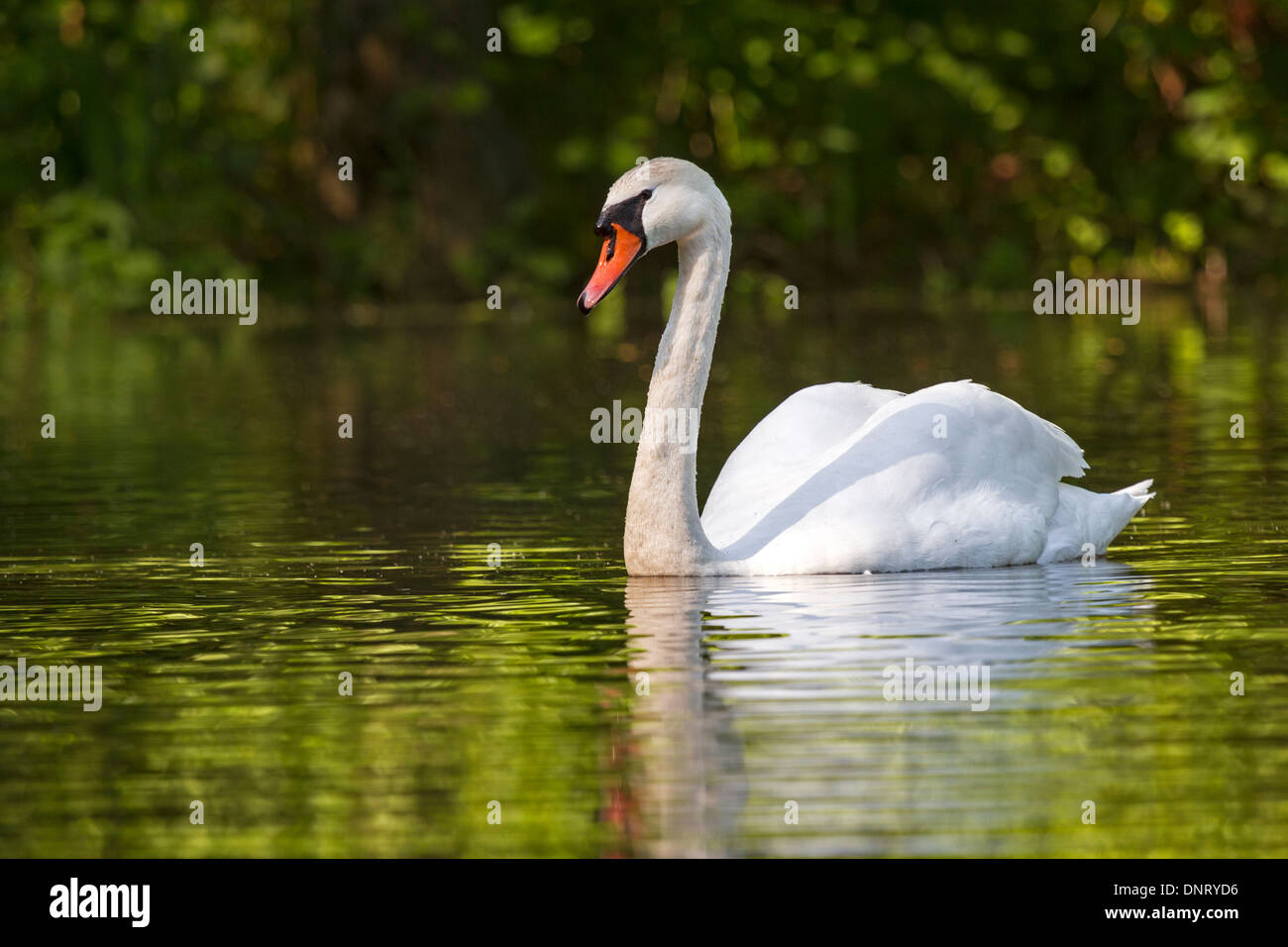 White swan / Cygnus olor Stock Photo