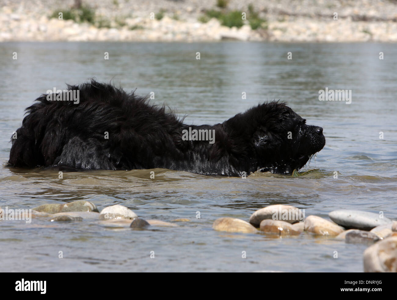 Dog Newfoundland Adult Swimming In A River Stock Photo Alamy dog-newfoundland-adult-swimming-in-a-river-stock-photo-alamy