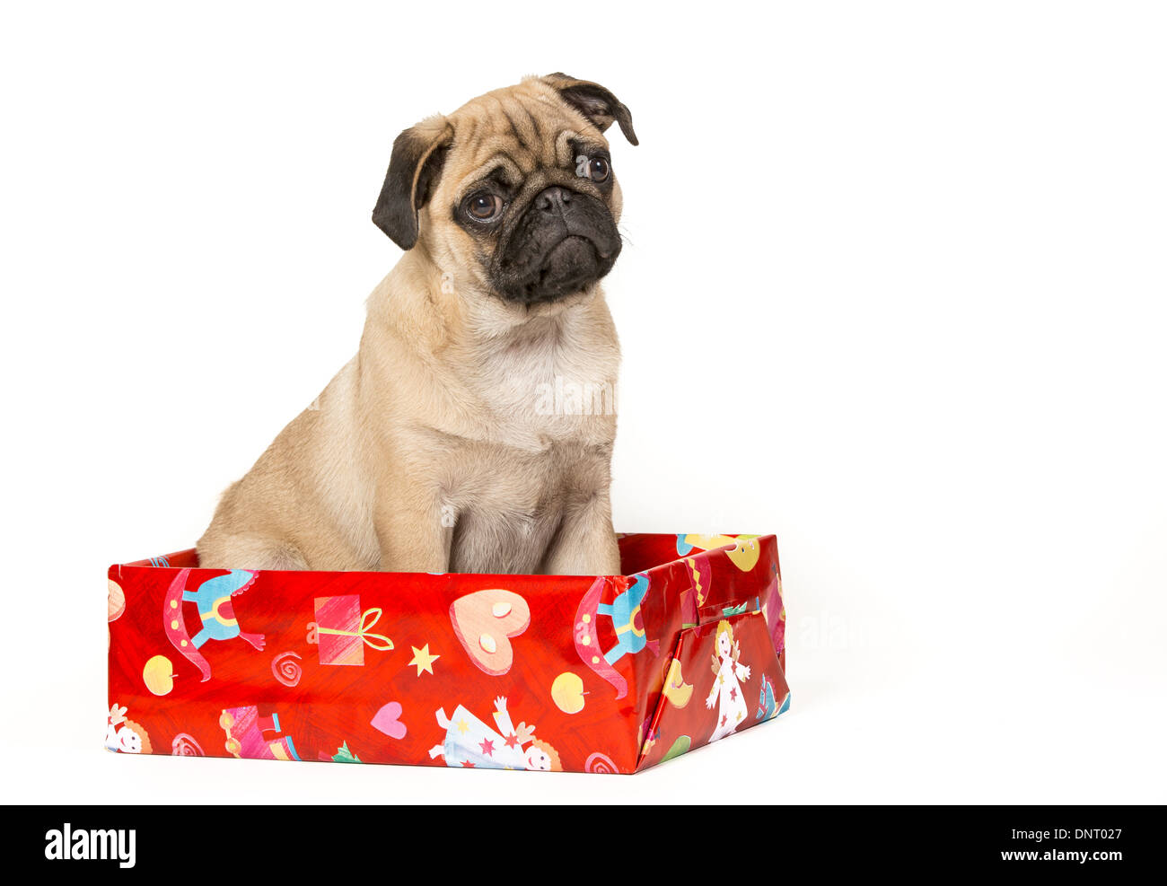 Young pug sitting in a gift box Stock Photo