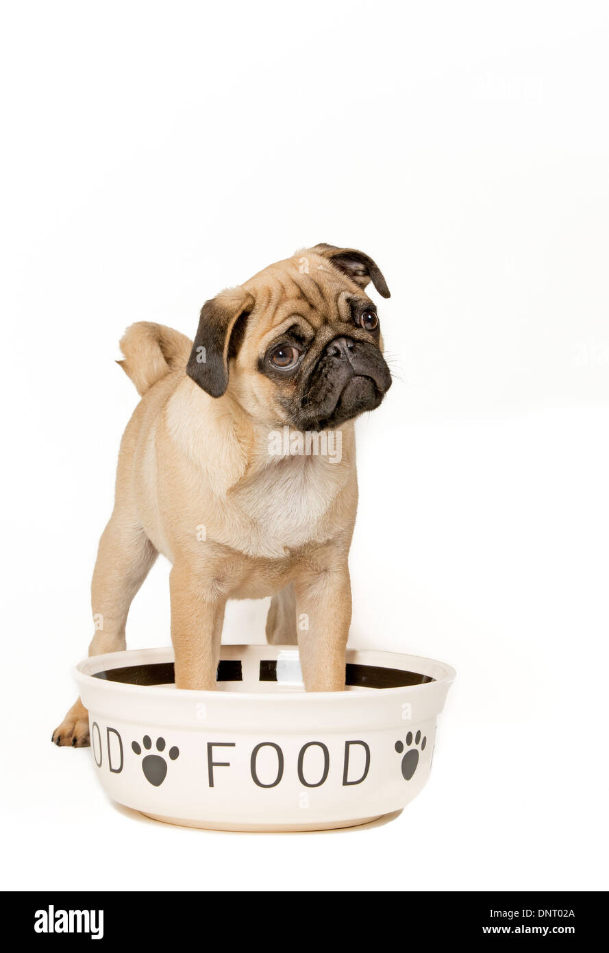 Young pug with feeding bowl Stock Photo