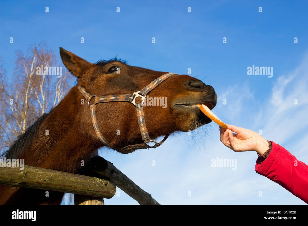 The red horse eats a bread from hands of the person. The pleasure concept Stock Photo Alamy