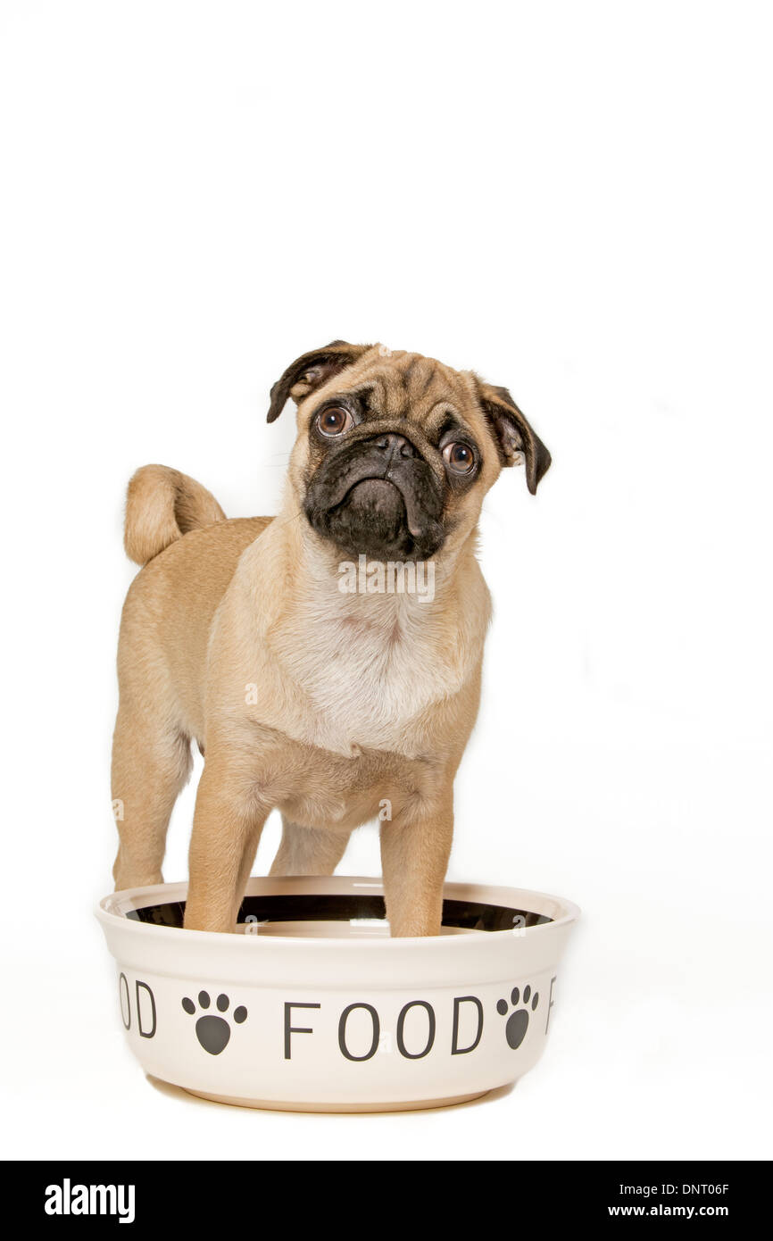 Young pug with feeding bowl Stock Photo
