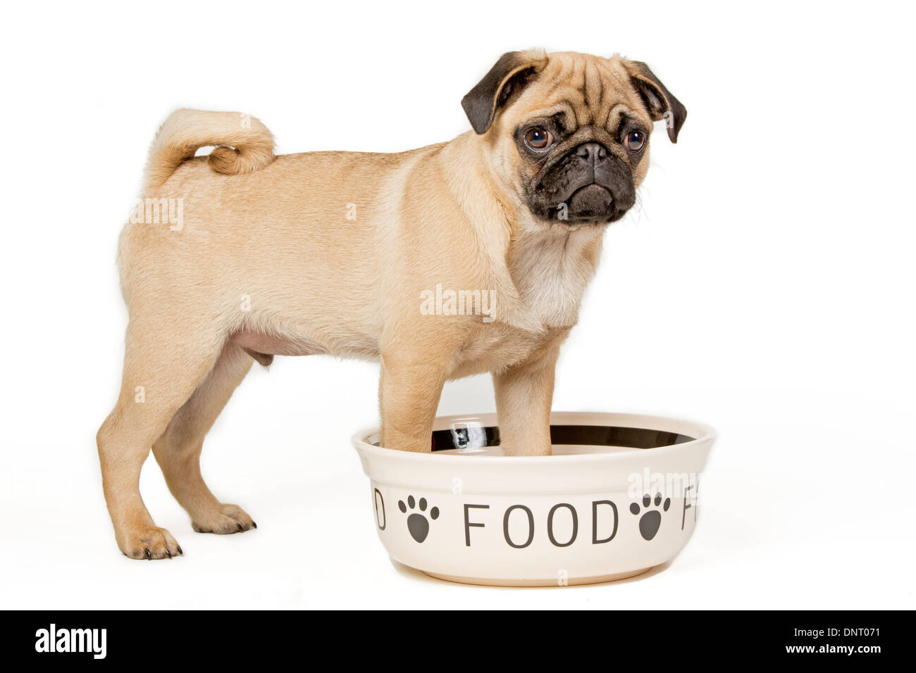 Young pug with feeding bowl Stock Photo