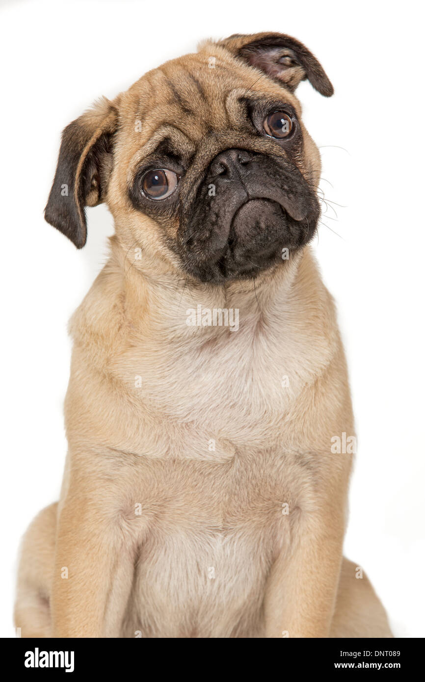 Young pug Stock Photo