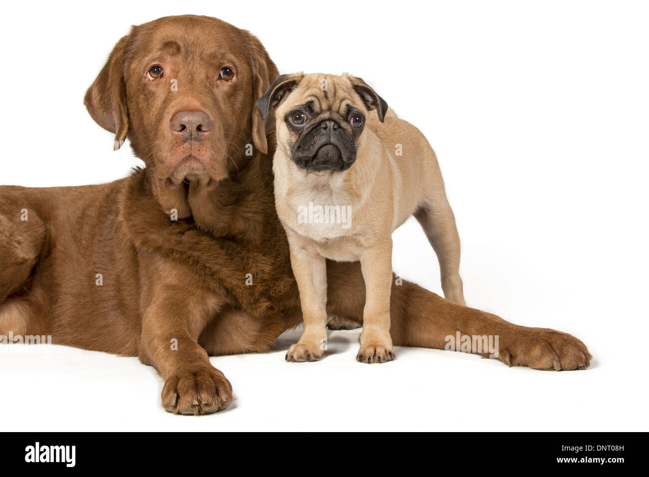 Young pug and a brown labrador Stock Photo