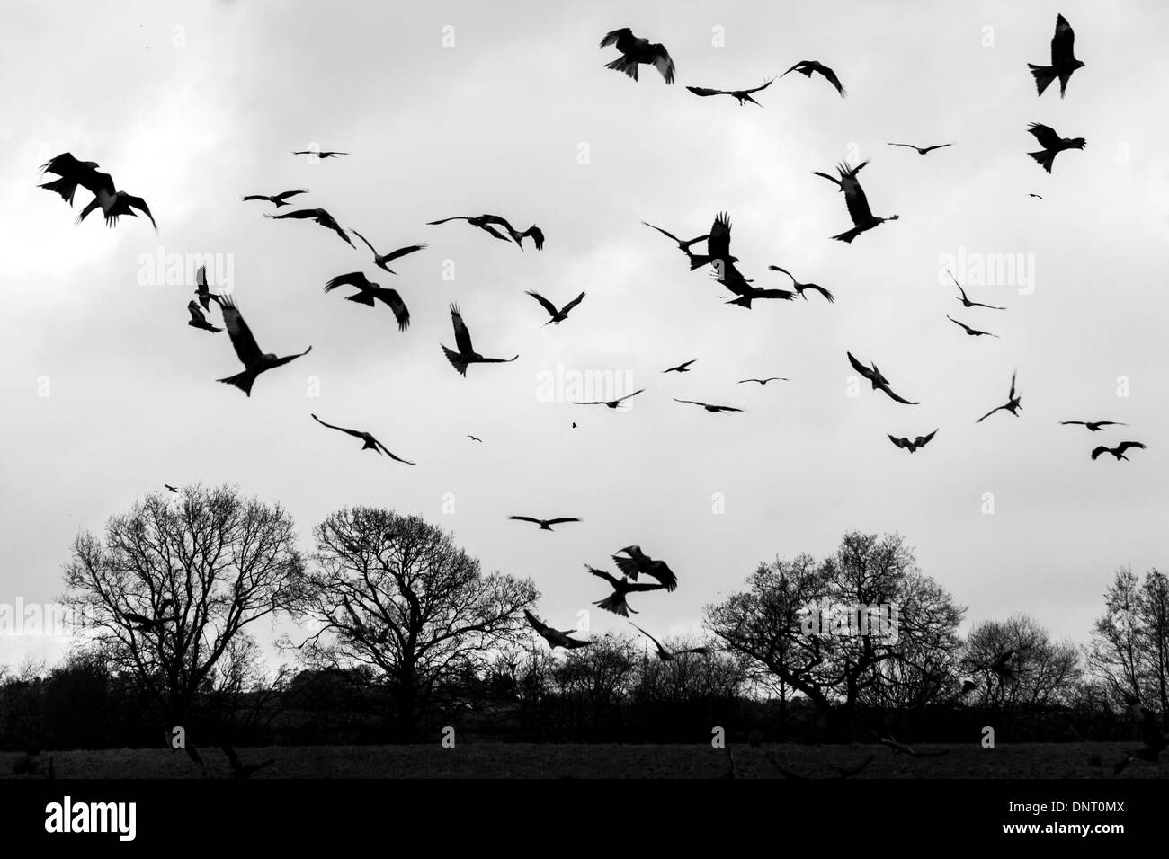 Red Kite (Milvus milvus) feeding frenzy captured in black and white at red kite feeding station in Rhayader, Mid Wales Stock Photo