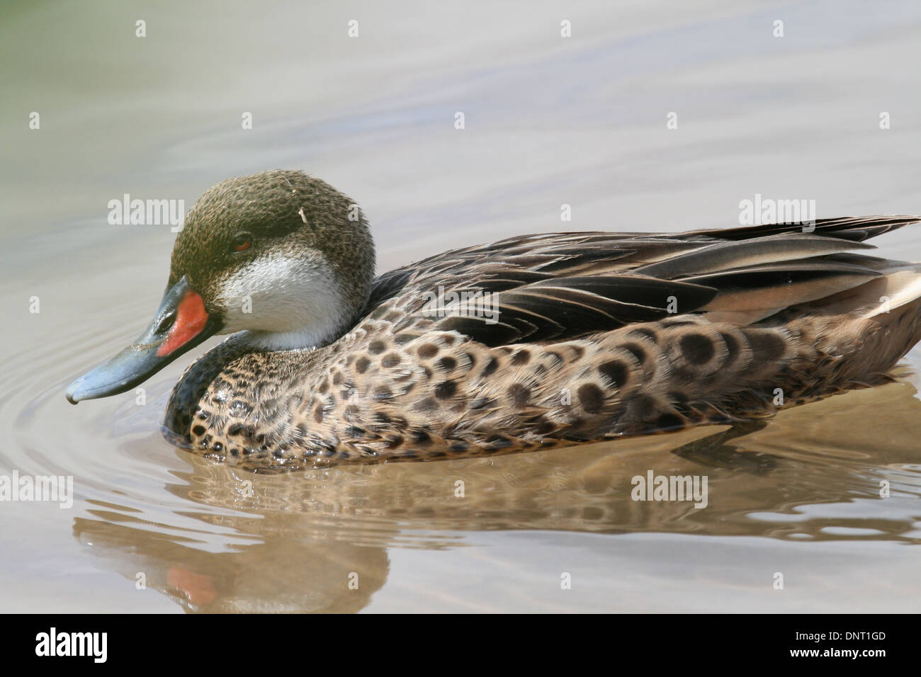 White-cheeked Pintail Anas bahamensis galapagensis, Floreana, Galapagos Stock Photo