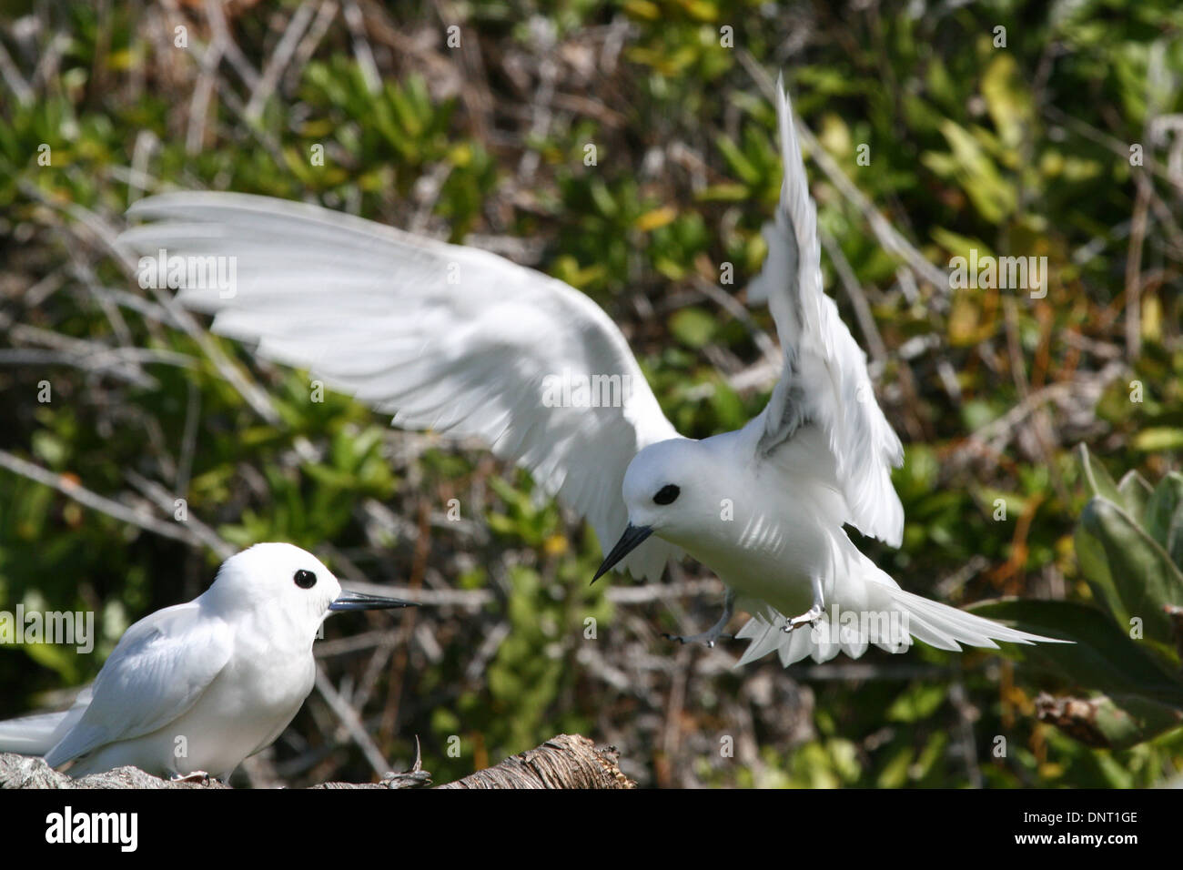 Fairy terns, Henderson Island, South Pacific Stock Photo