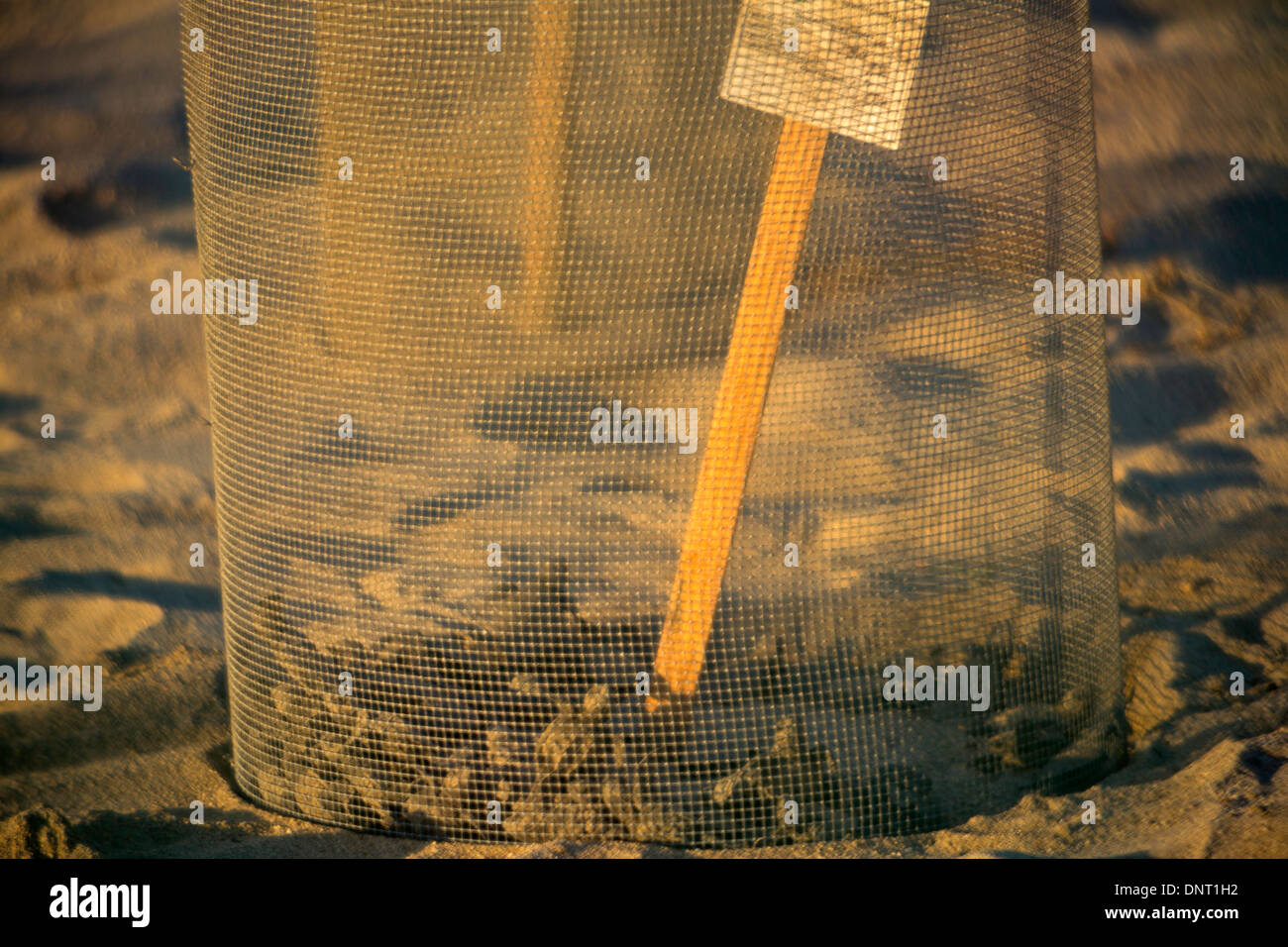 A sea turtle hatch in a controlled environment in Los Barriles, Baja, Mexico Stock Photo