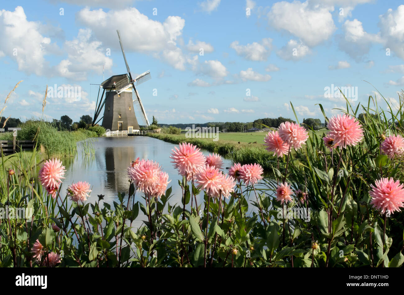 Landscape in Holland with a windmill, pink dahlia flowers and a canal. Stock Photo