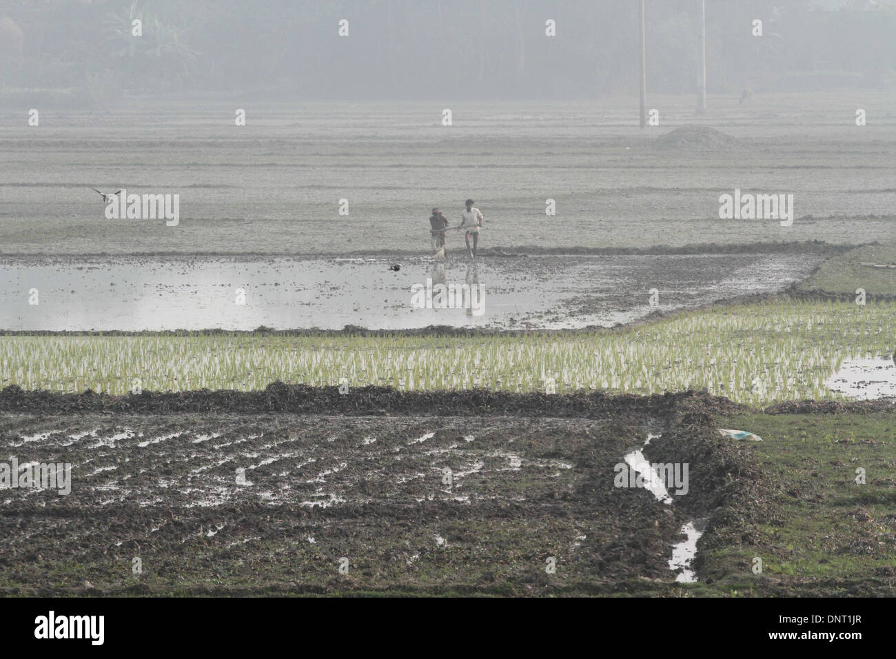 Farmers working with a harrow on their land, in savar, Dhaka on 05 jan