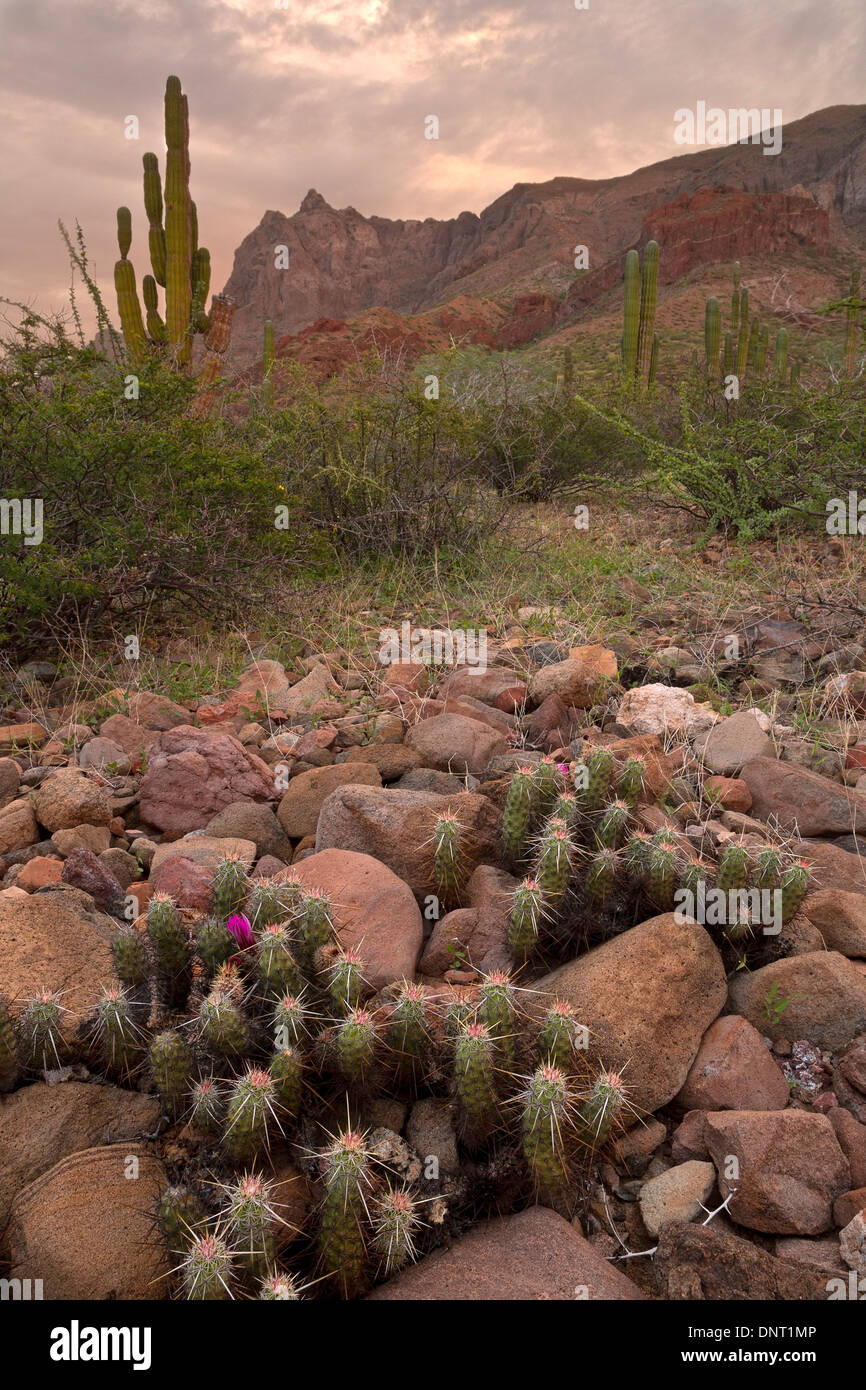 Cardon Cactus (Pachycereus pringlei) near Balandra in Baja, Mexico. Stock Photo