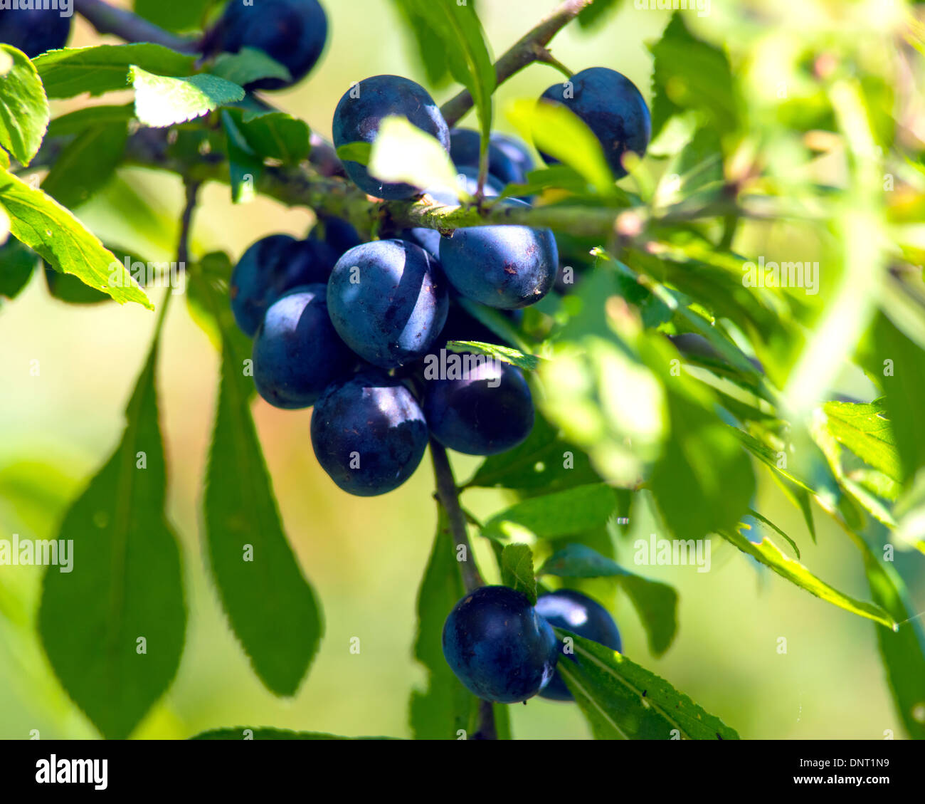 Sloe Berries Stock Photo