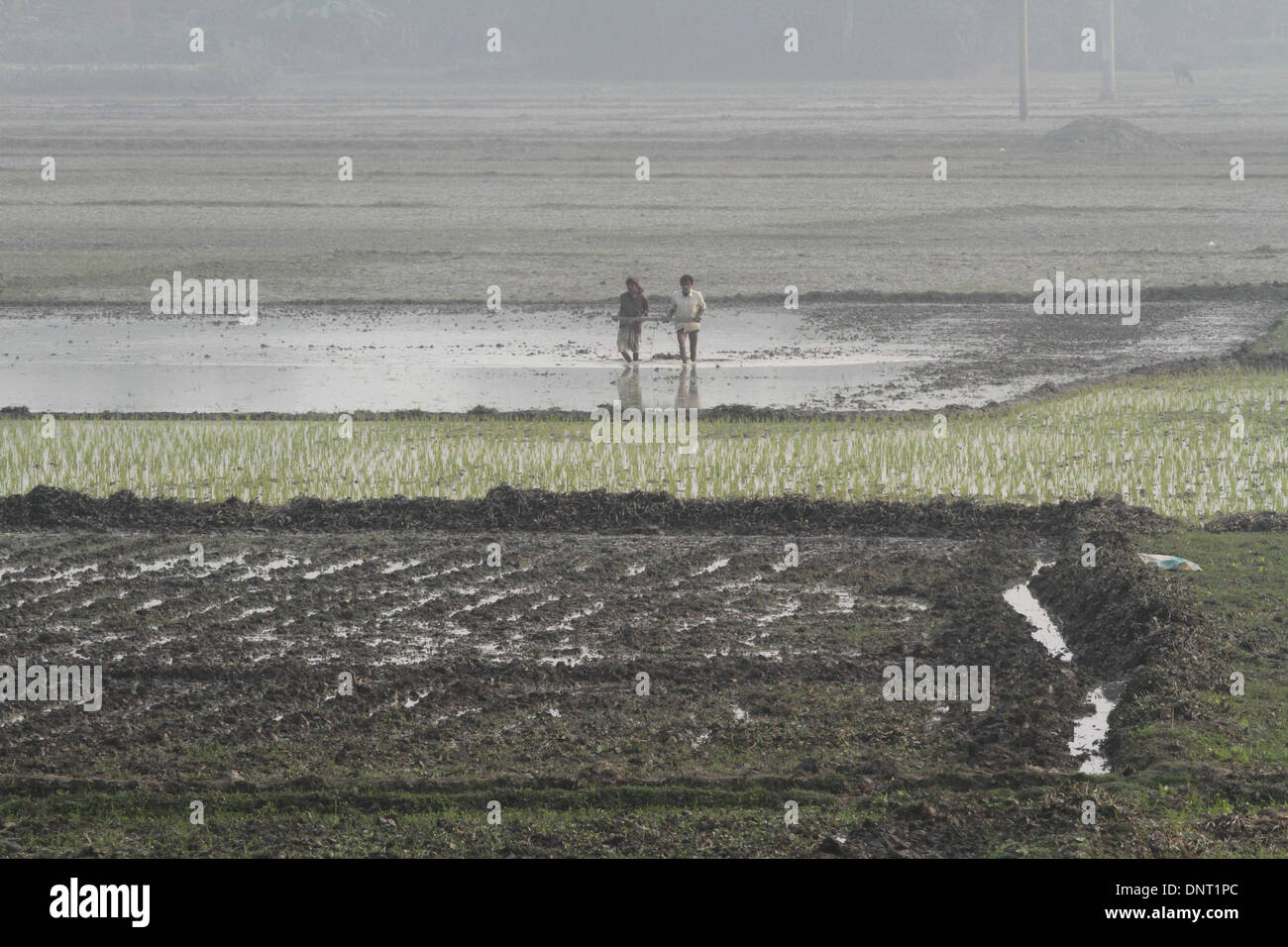 Farmers working with a harrow on their land, in savar, Dhaka on 05 jan