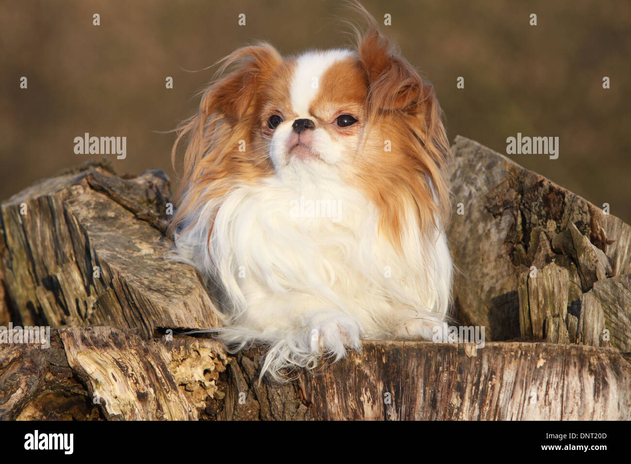 dog Japanese Chin / Japanese spaniel adult ( white and red ) lying on a  tree stump Stock Photo - Alamy