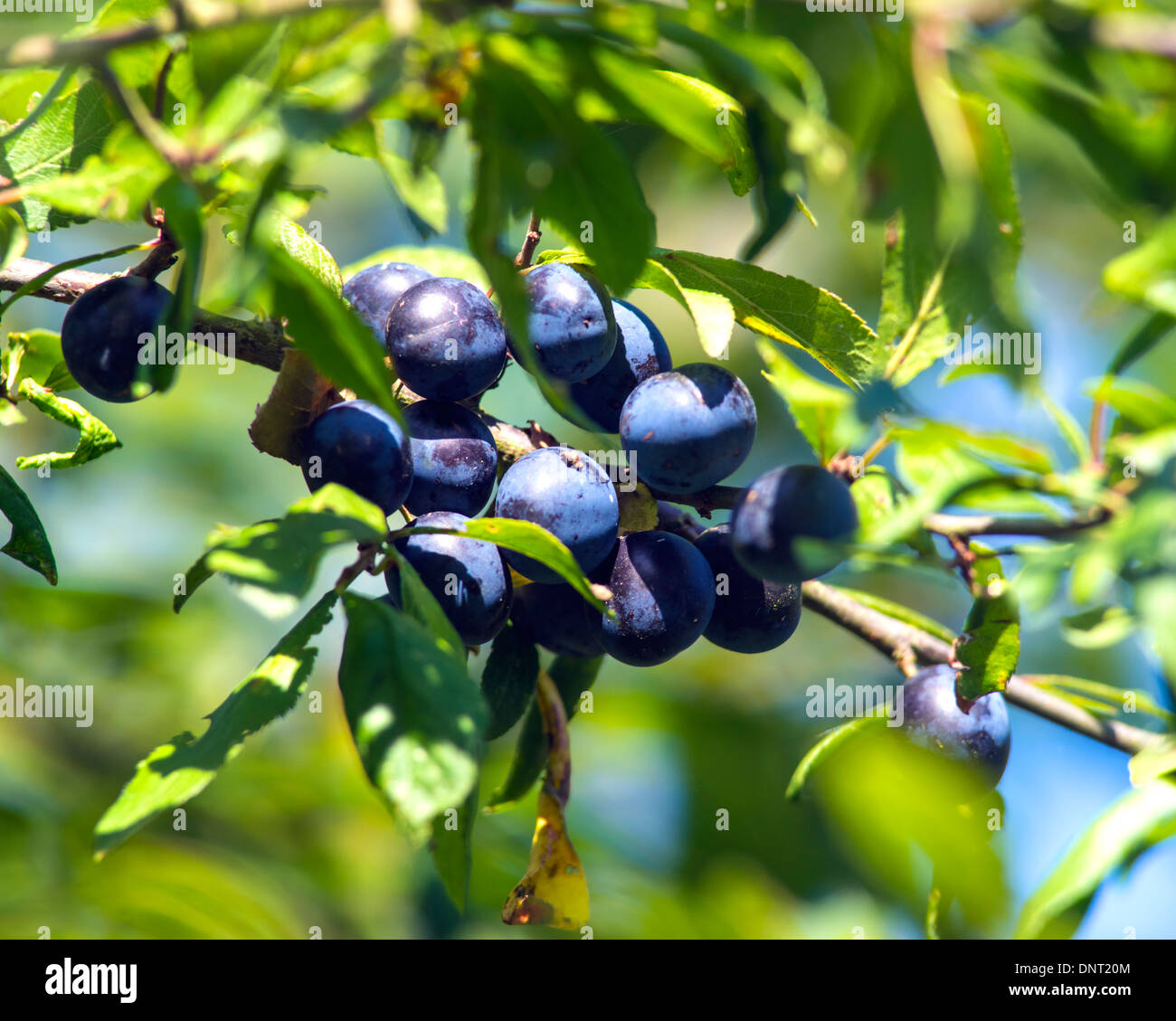 Sloe Berries Stock Photo
