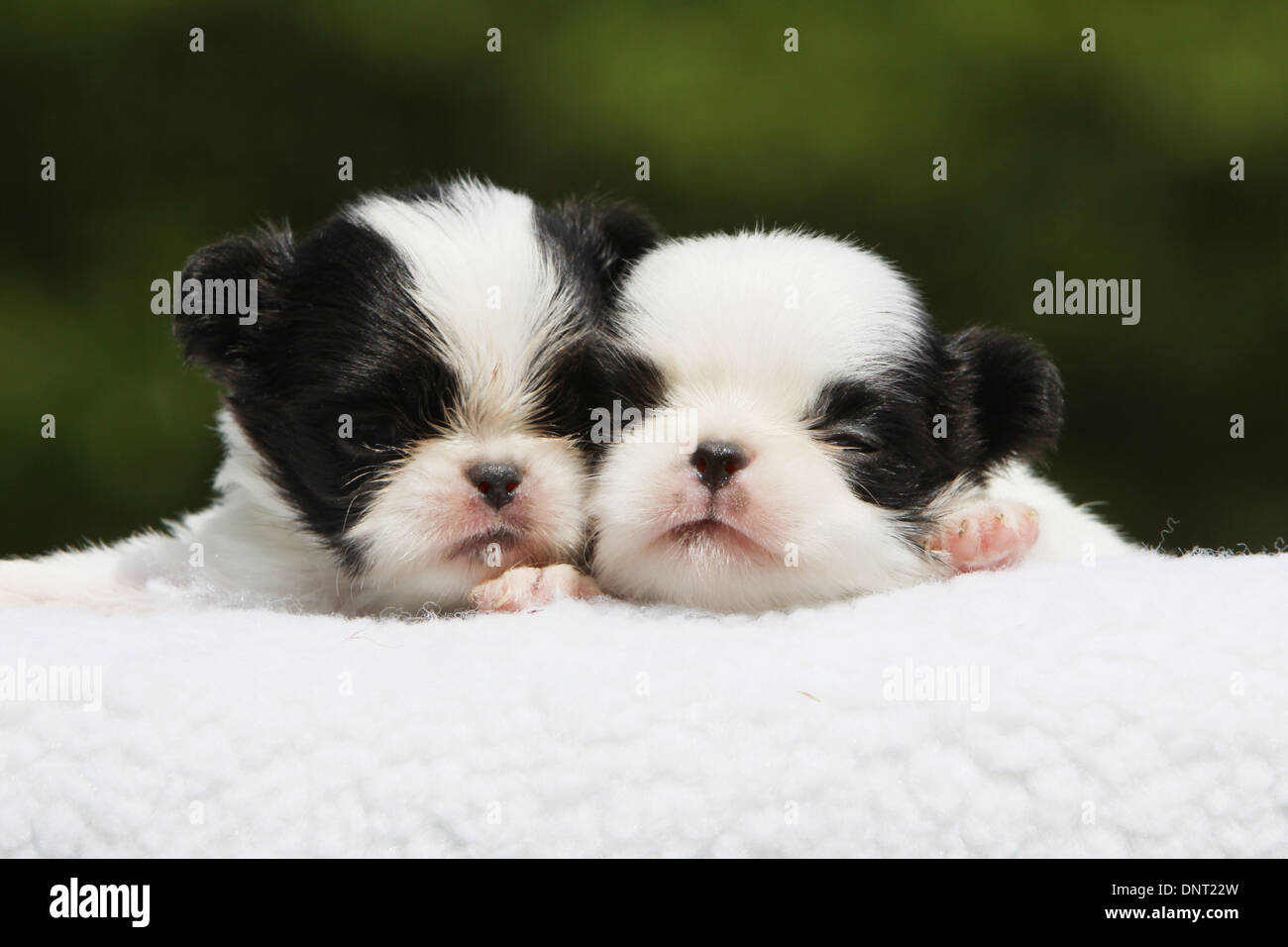 Can Puppies Sleep Outside