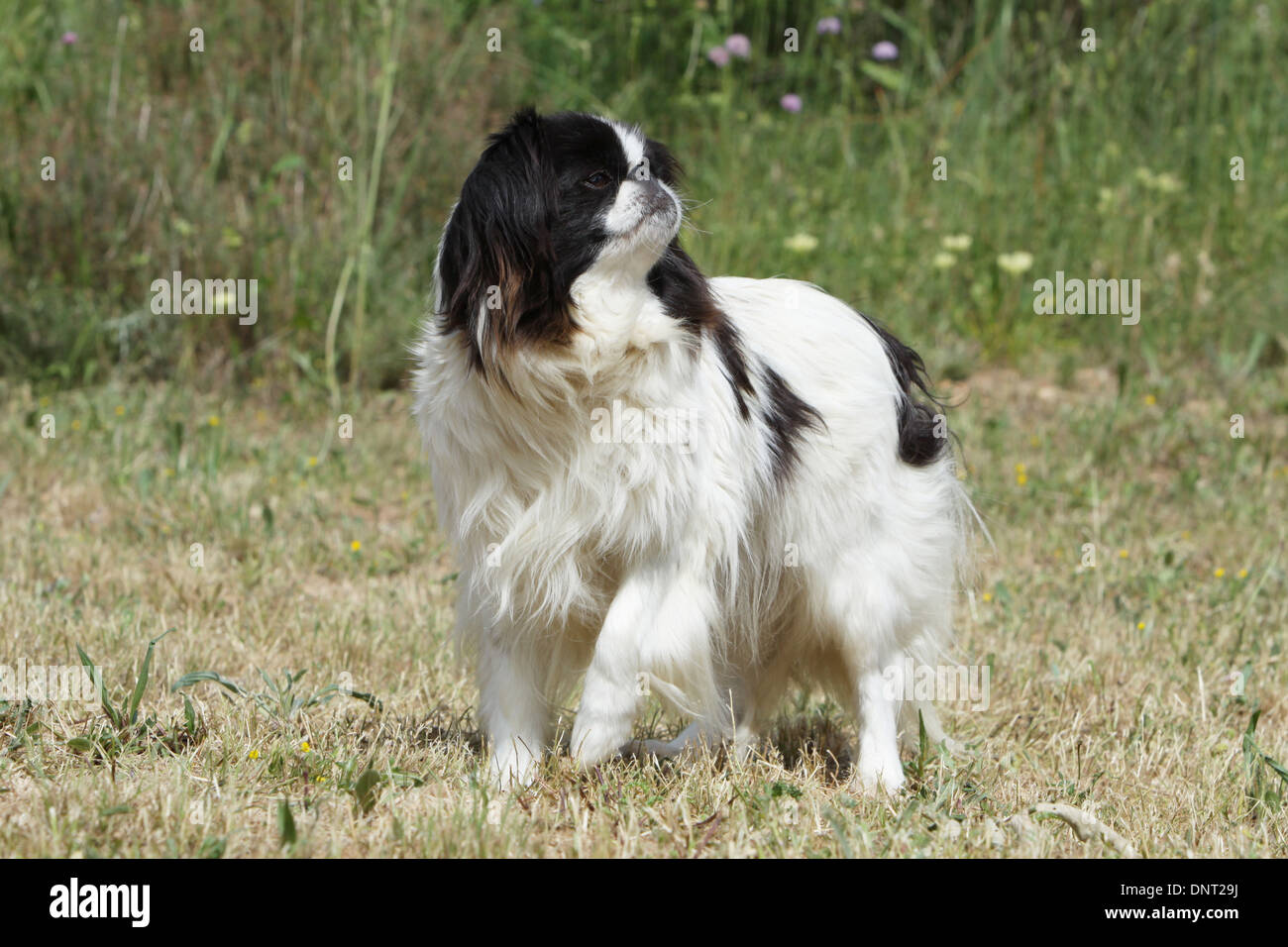 dog Japanese Chin / Japanese spaniel  adult (white and black) standing in a garden Stock Photo