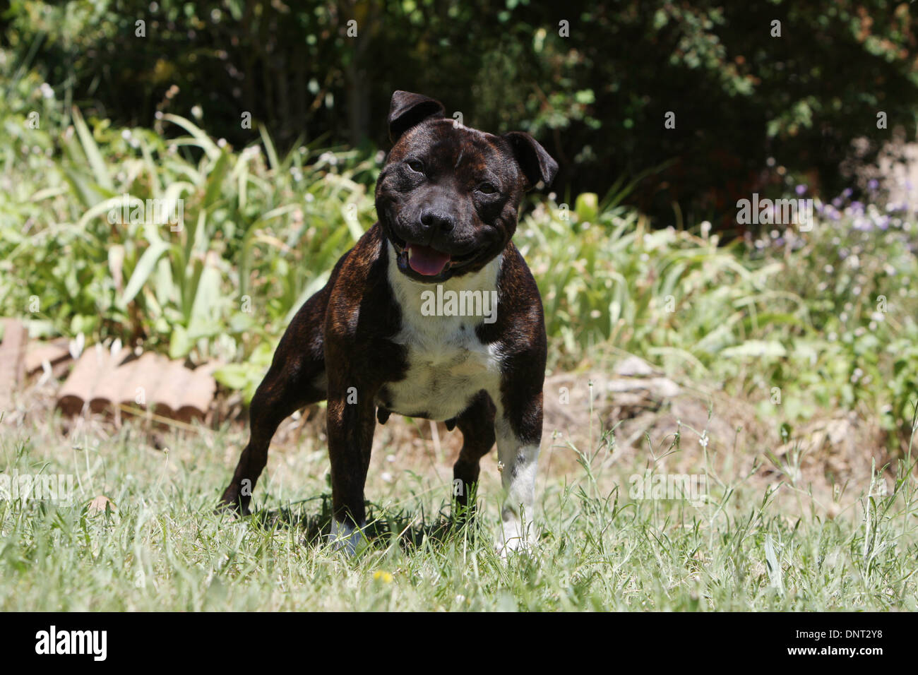 dog Staffordshire Bull Terrier / Staffie  /   adult (brindle) standing in a garden Stock Photo