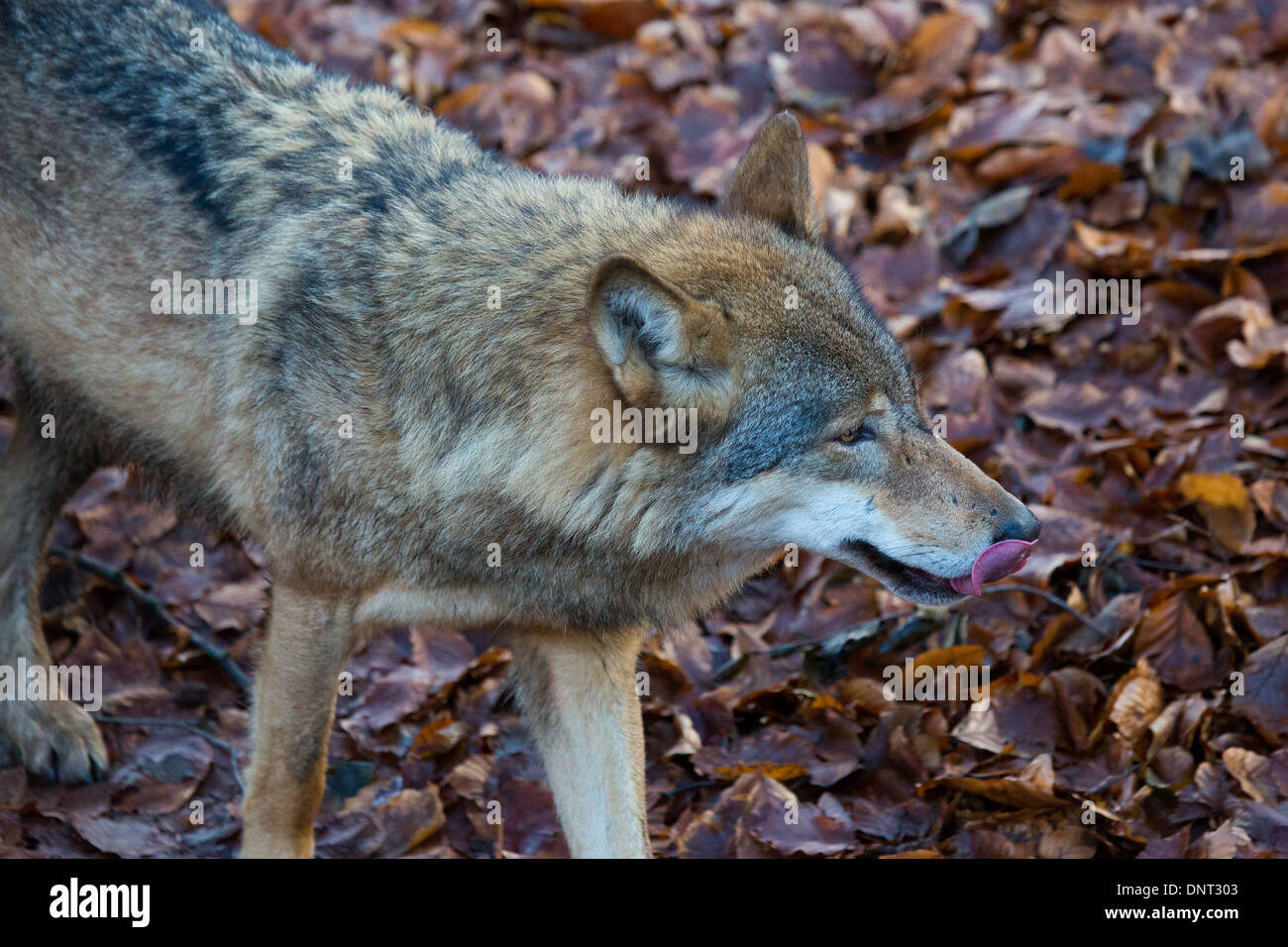 Captive Grey Wolf in a zoo Stock Photo