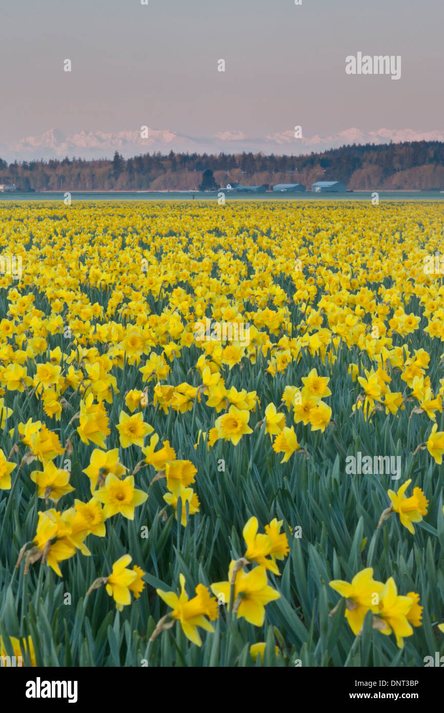 Field of daffodils in bloom during the Skagit Valley Tulip Festival, Mount Vernon, Washington. Stock Photo