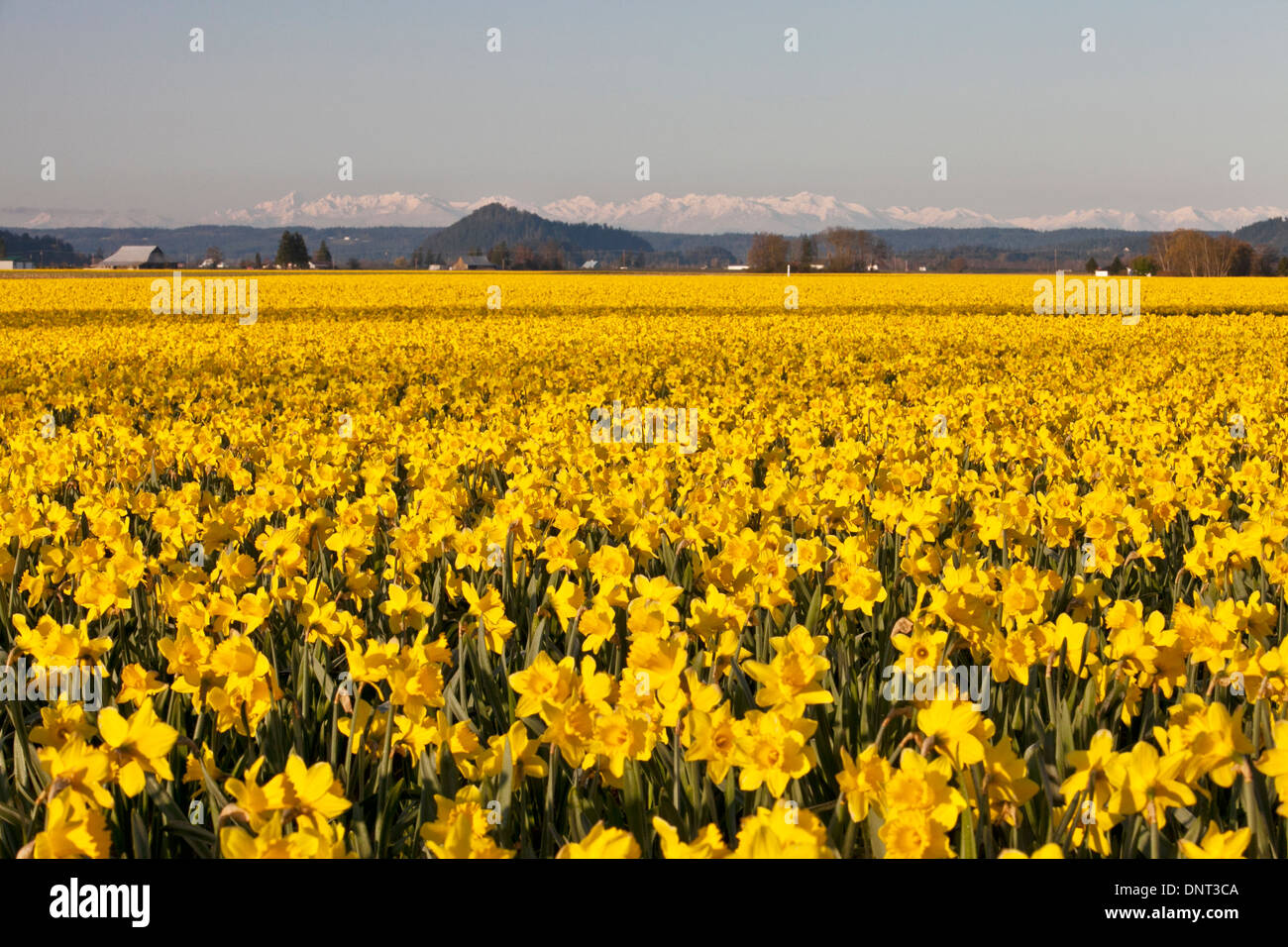 Field of daffodils in bloom during the Skagit Valley Tulip Festival, Mount Vernon, Washington. Stock Photo
