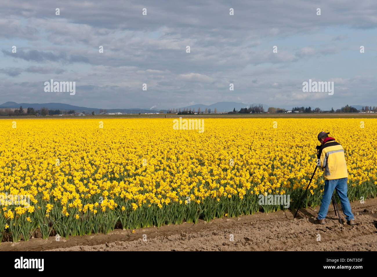 A photographer composes a field of daffodils during the Skagit Valley