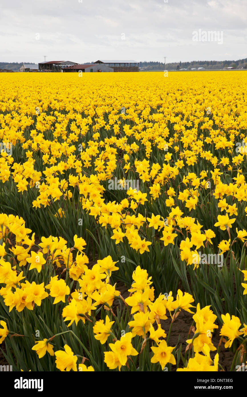 Daffodils in the Skagit Valley during the Skagit Valley Tulip Festival