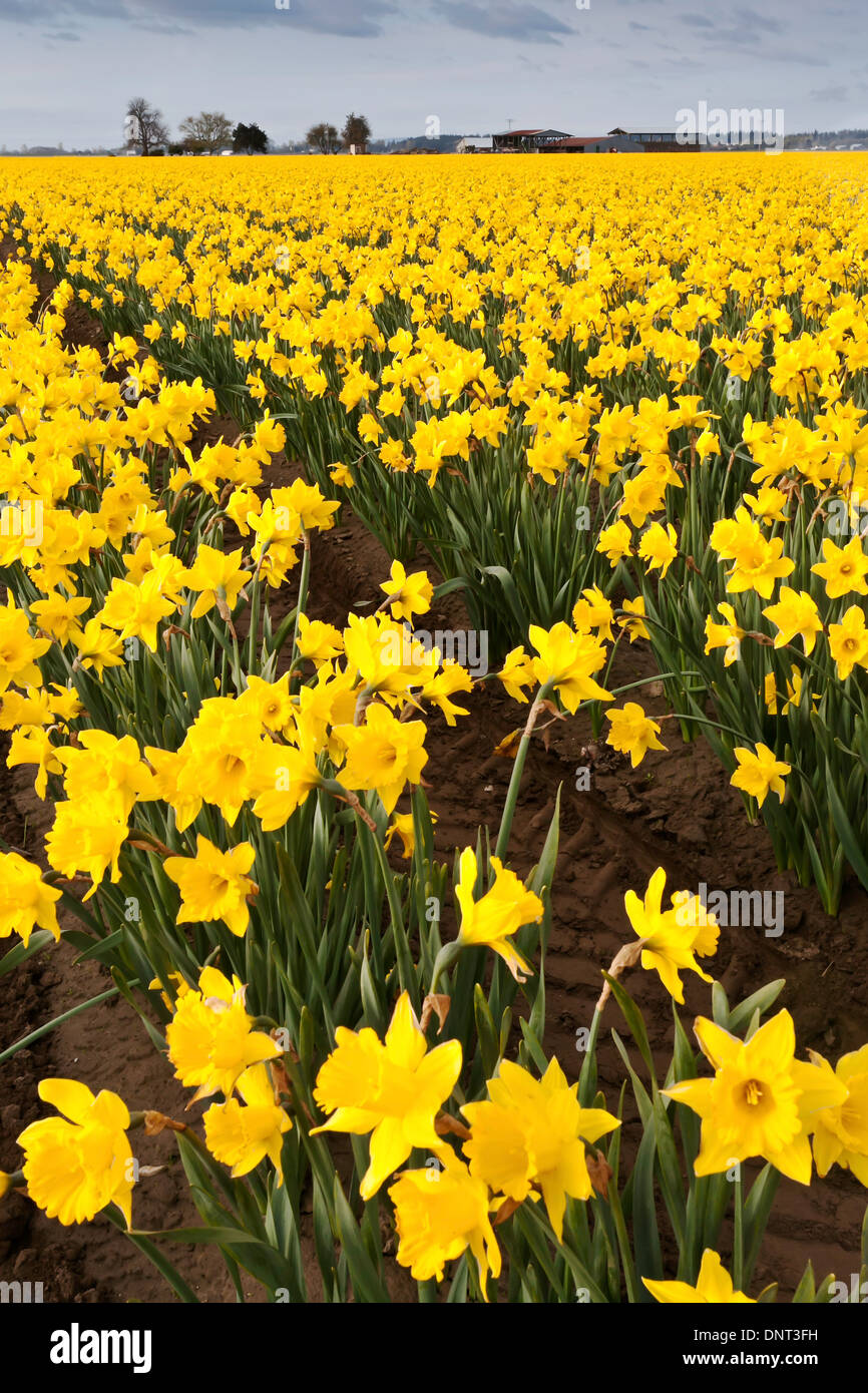Daffodils in the Skagit Valley during the Skagit Valley Tulip Festival