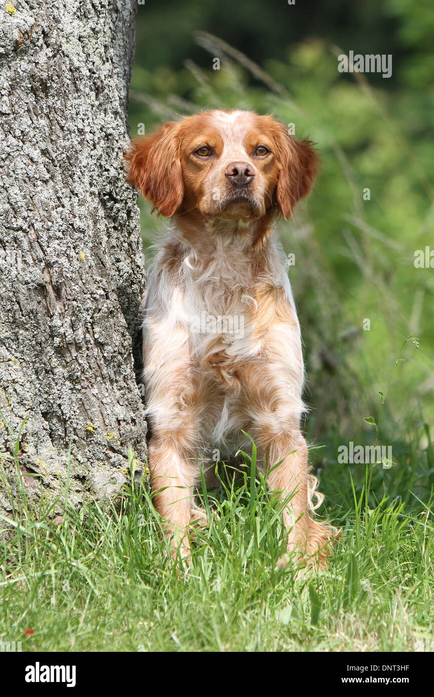 Dog Brittany Spaniel / Epagneul breton puppy Stock Photo - Alamy