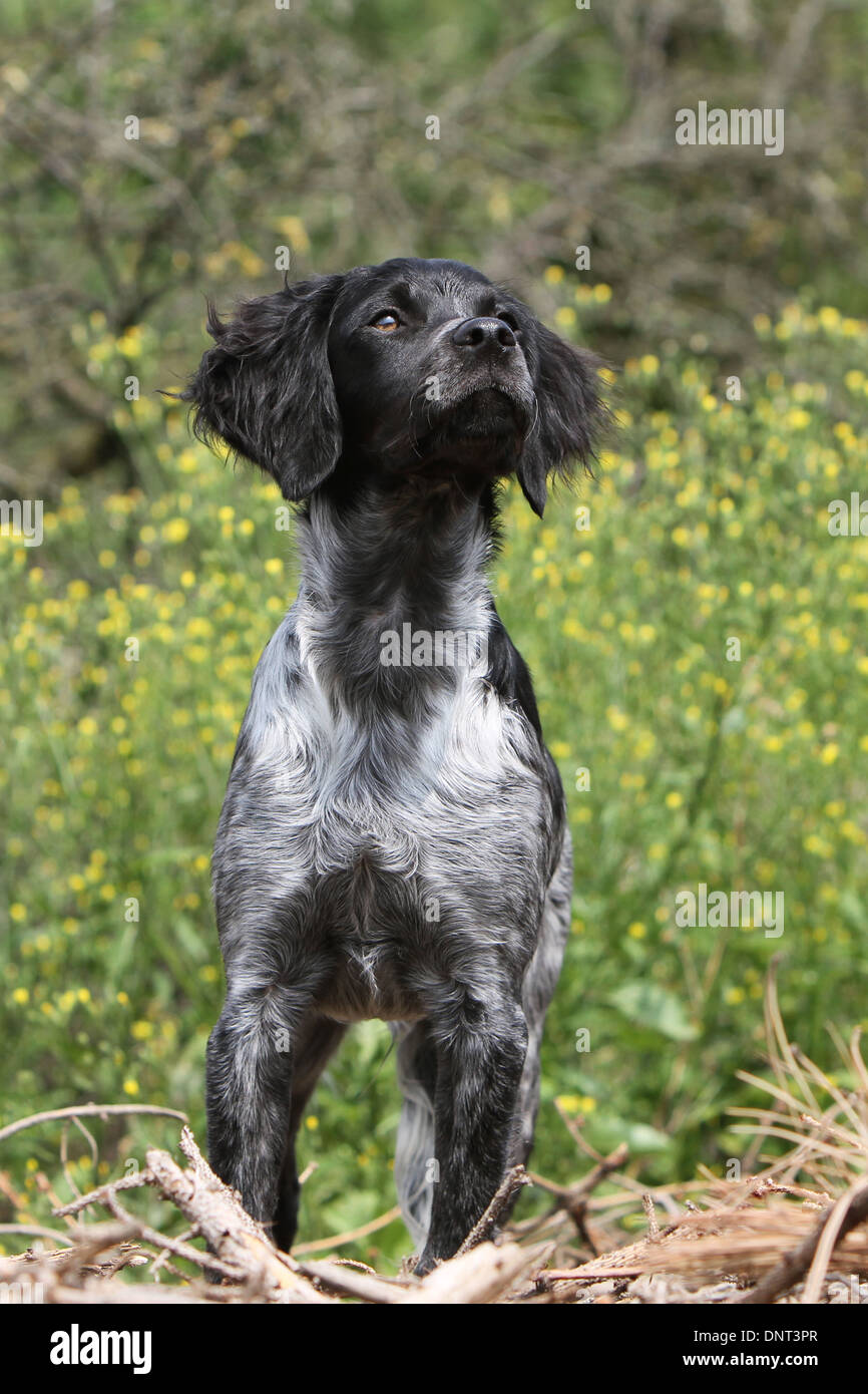 Dog Brittany Spaniel / Epagneul breton  young (black roan) standing in a meadow Stock Photo